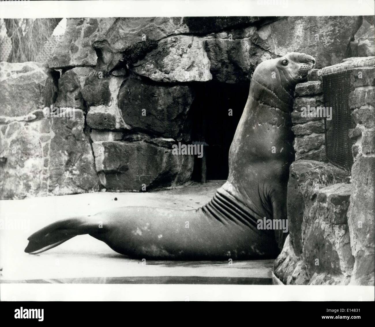 Le 17 avril 2012 - Aujourd'hui, où est mon dîner ? : Une étude amusante de l'éléphant de mer au zoo de Berlin comme il pairs jamais un mur - probablement sur le regard dehors pour le gardien, en espérant que son dîner est sur le chemin. Banque D'Images