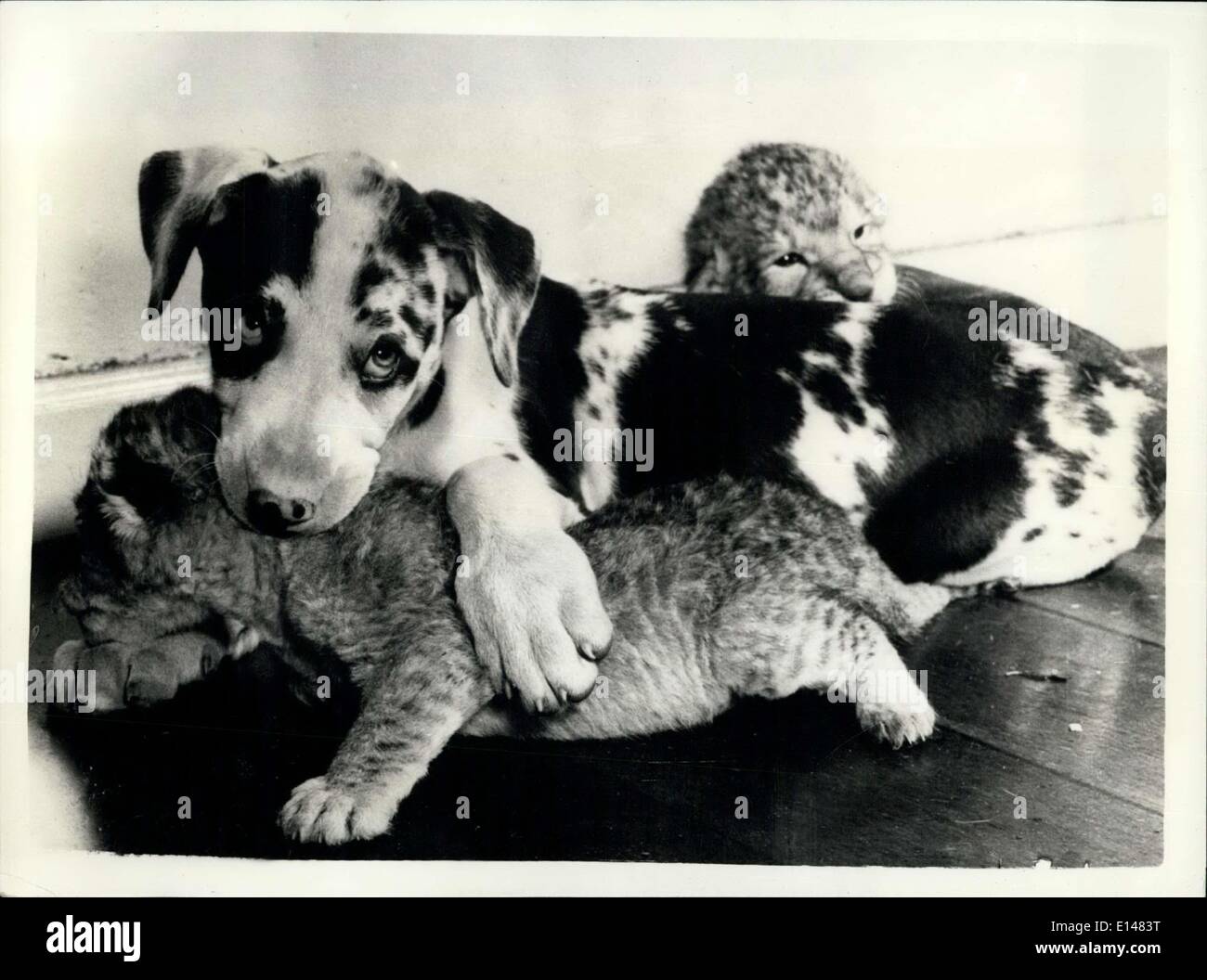 Le 17 avril 2012 - Bessie-et les lionceaux. Les enfants en famille d'inhabituel : Bessie un animal de compagnie à l'Simdstrup, le Danemark a donné naissance à des chiots Banque D'Images