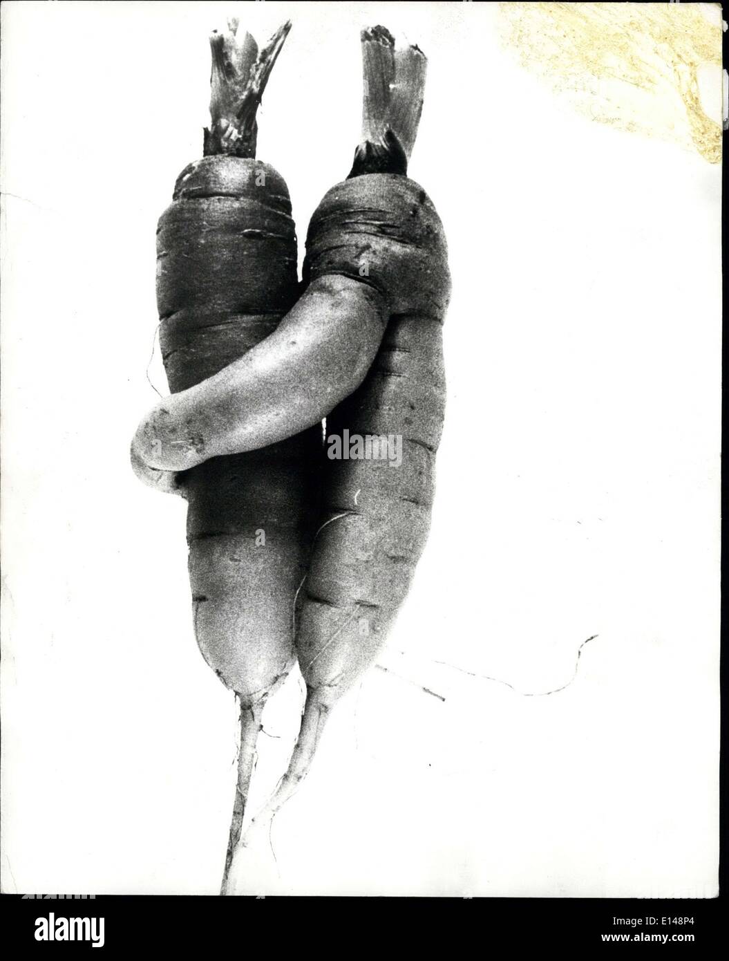 Le 17 avril 2012 - Les carottes dans l'amour : c'est peut-être juste la nature's petite blague mais ces deux carottes déterrés récemment en Suisse semblent être vraiment l'un pour l'autre dans une grande manière. Peut-être qu'ils aurez besoin d'une carotte 24 anneau de mariage. Banque D'Images