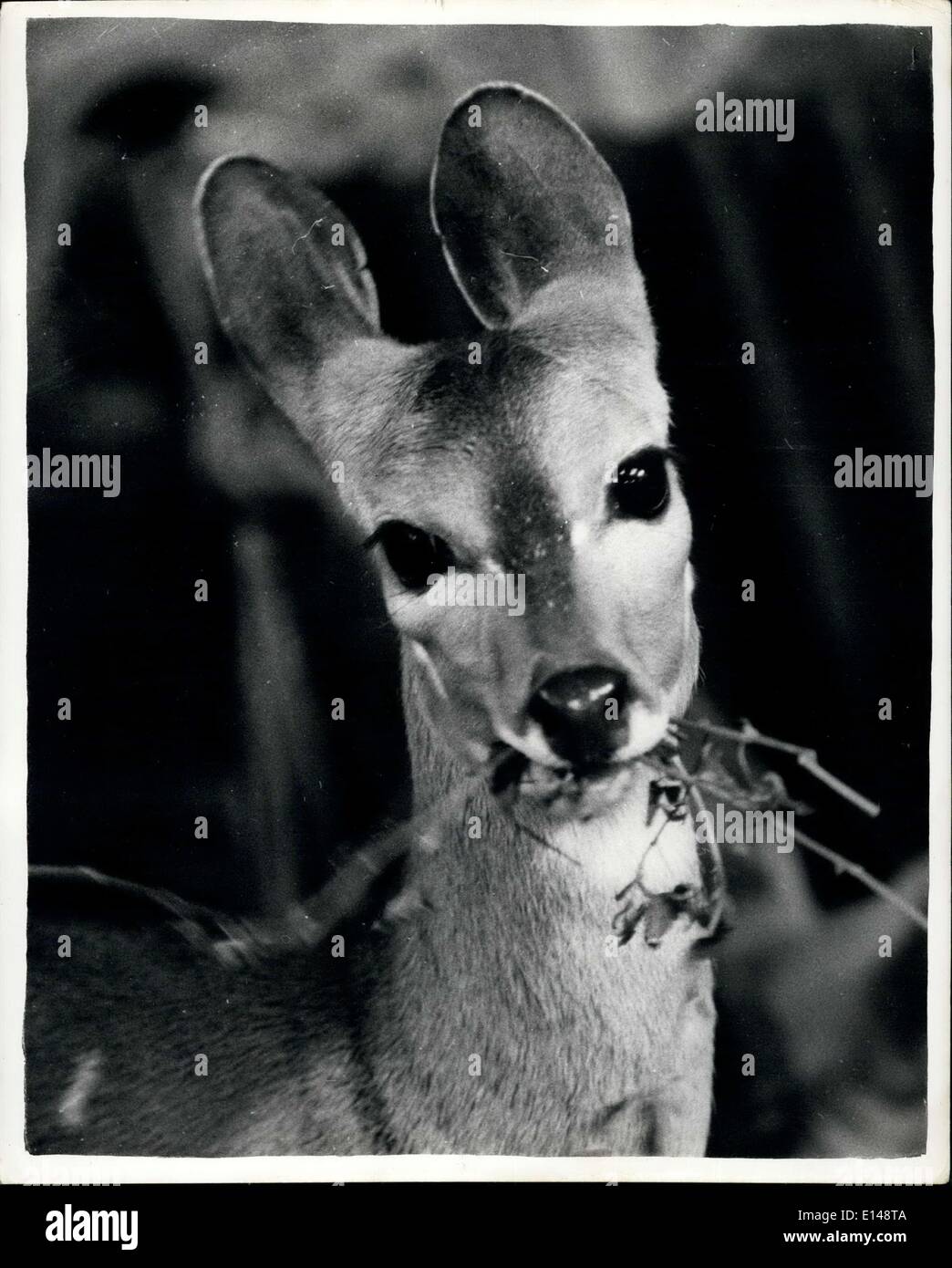 Le 17 avril 2012 - ''My - ce que vous avez de grands yeux ! !'' temps d'alimentation à la Chester Zoo : ''Bambi'' le Harnesser - Antilope l'un des favoris - en particulier avec les enfants - s'arrête de regarder la caméra - au cours de l'alimentation à la fois le Zoo de Chester. ''Bambi'' n'a été que récemment libérés de la quarantaine. Banque D'Images