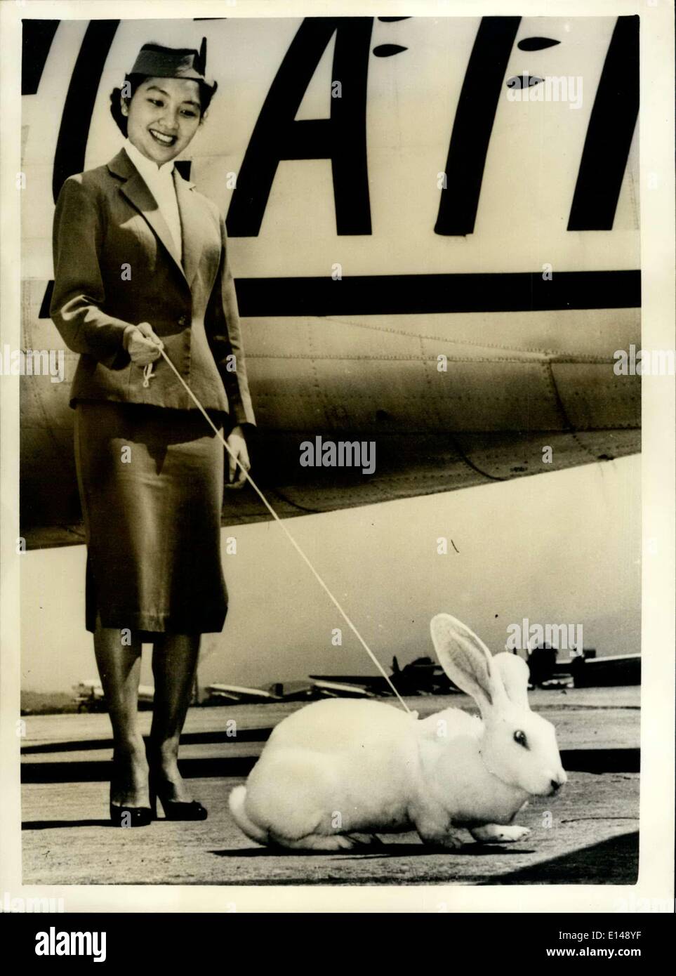 Le 17 avril 2012 - Bigger-And Better-Bunnies Ils veulent--Dans la Chine libre... ''Help'' arrive de Nouvelle-Zélande : charmante hôtesse de l'air, Agnes ong atterrit à l'île nationaliste Tapei Chinois - avec un géant 20 livres Nouvelle-zélande buck - qui a été importé pour aider à produire de plus grandes et meilleures pour lapins gratuitement en Chine. Banque D'Images