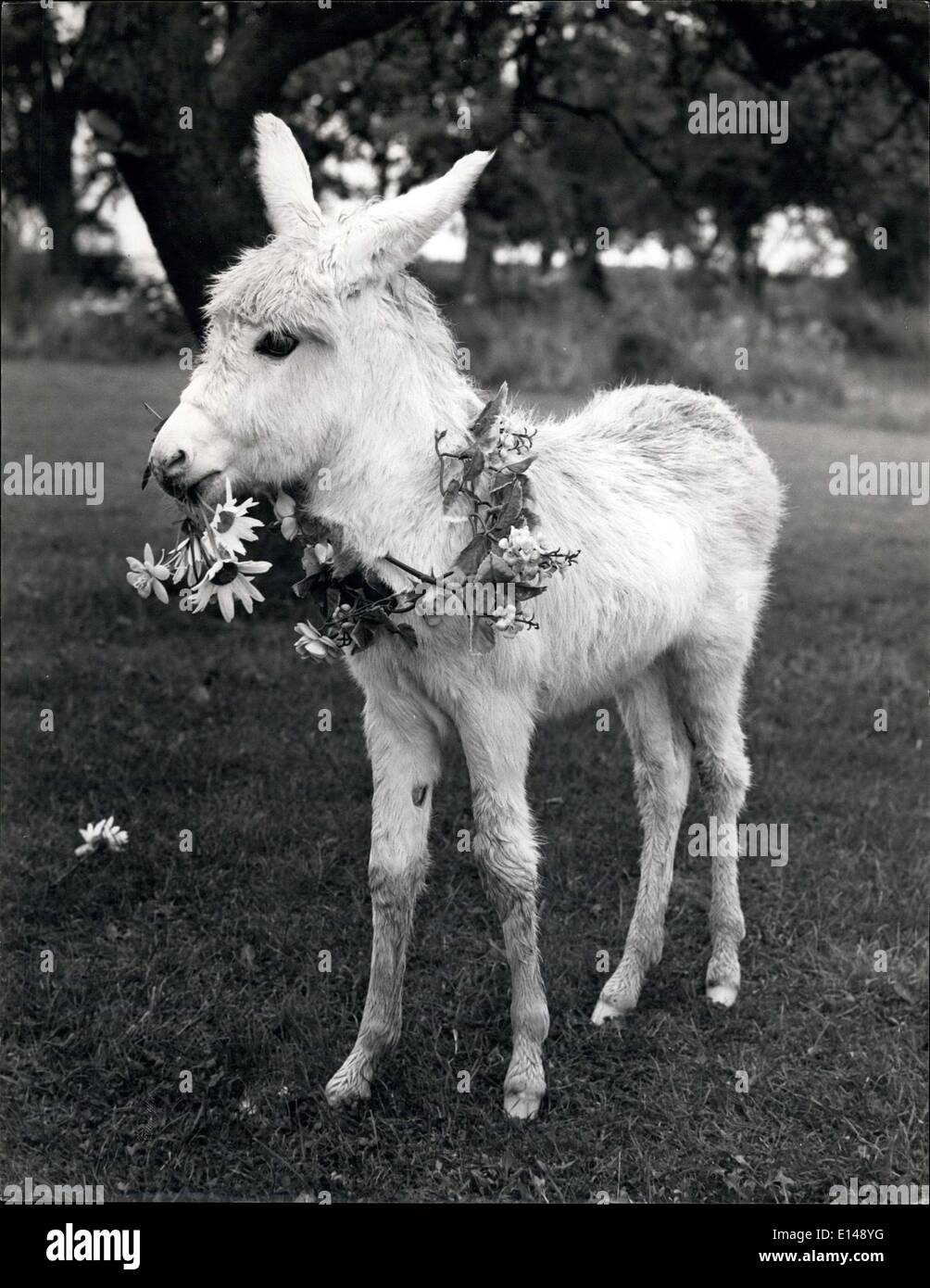 Le 17 avril 2012 - "Je vais poser comme vous le souhaitez"... patient âne bébé devient modèle. Banque D'Images