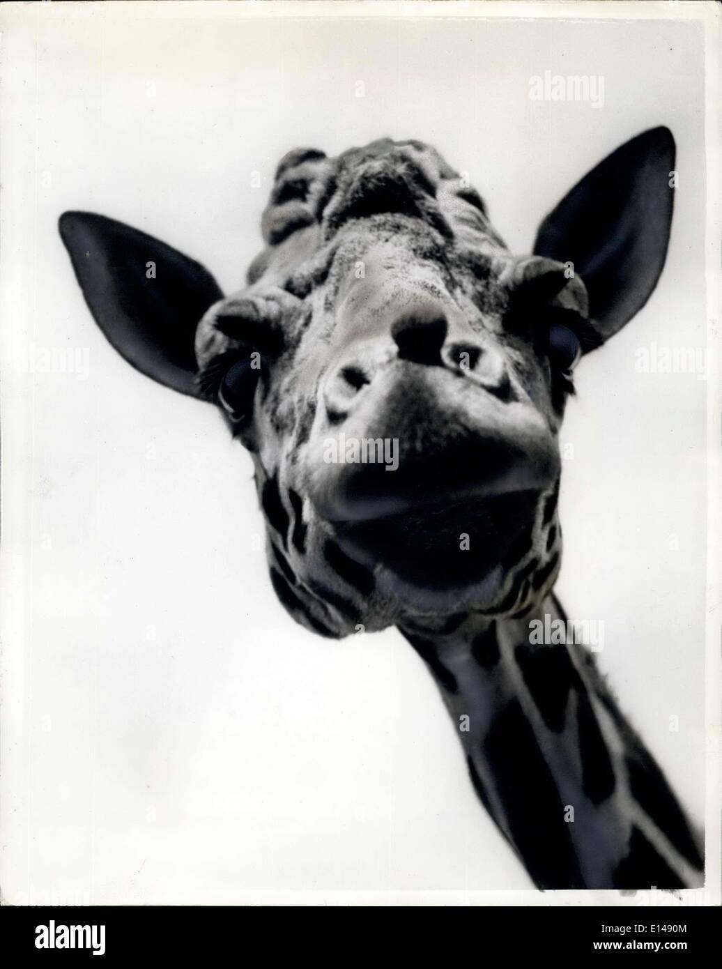 Le 17 avril 2012 - Dignité personnifiée..Hoity-Toity : une girafe - doit maintenir en permanence son éminente dignité - et quand il est en attente pour les caméras de télévision pour commencer à rouler un peu de pratique avec le regard hautain n'est pas hors de l'endroit. Cette Girafe au zoo de Londres est à une place de formation pour une prochaine visite du zoo TV par le réseau commercial. Banque D'Images