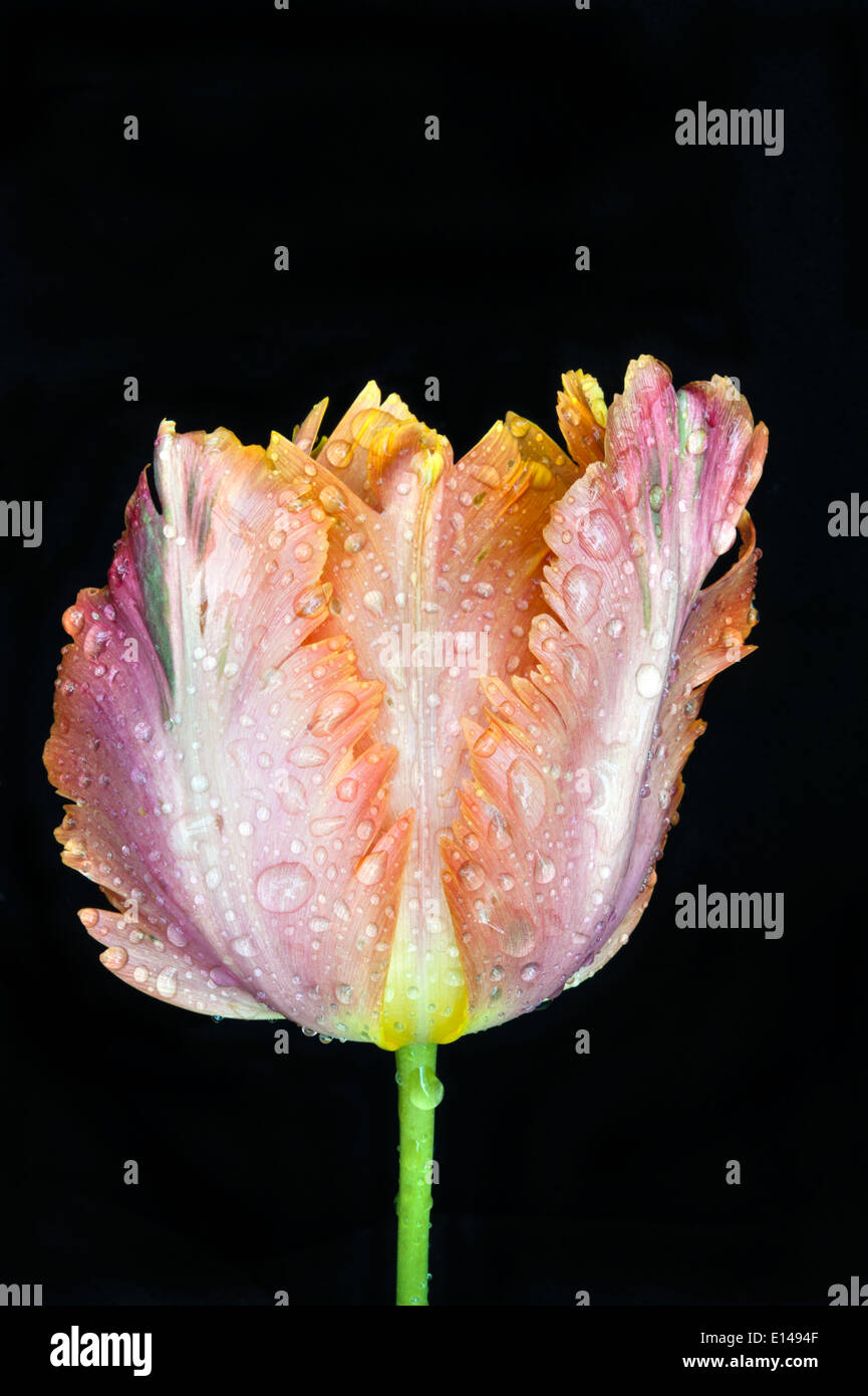 Tulip en fleur avec des gouttes de pluie Banque D'Images
