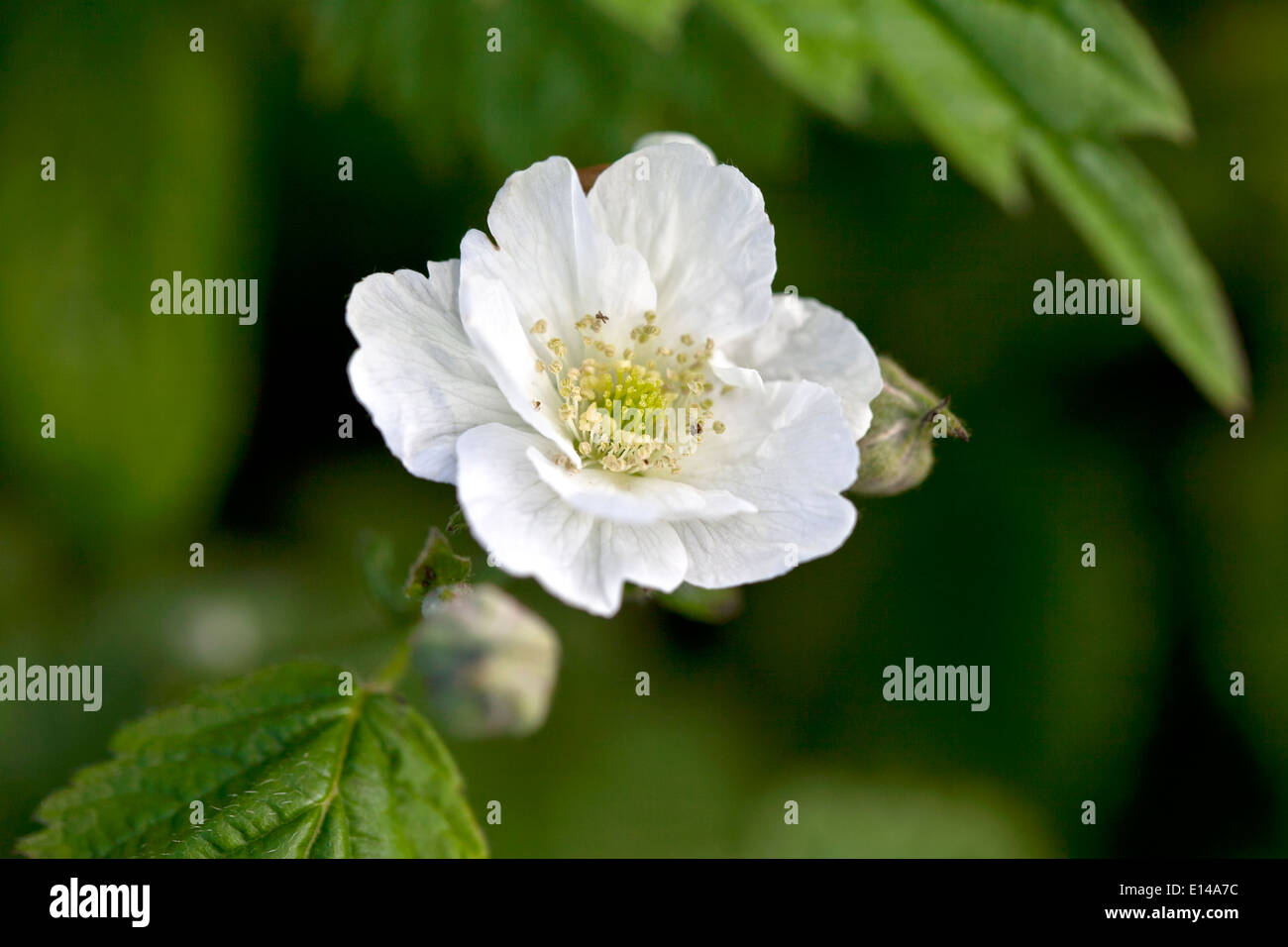 fleur de ronce Banque D'Images