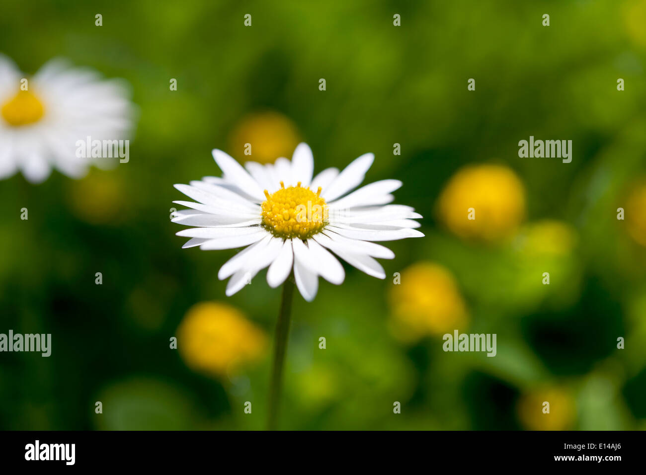 Daisy Banque D'Images