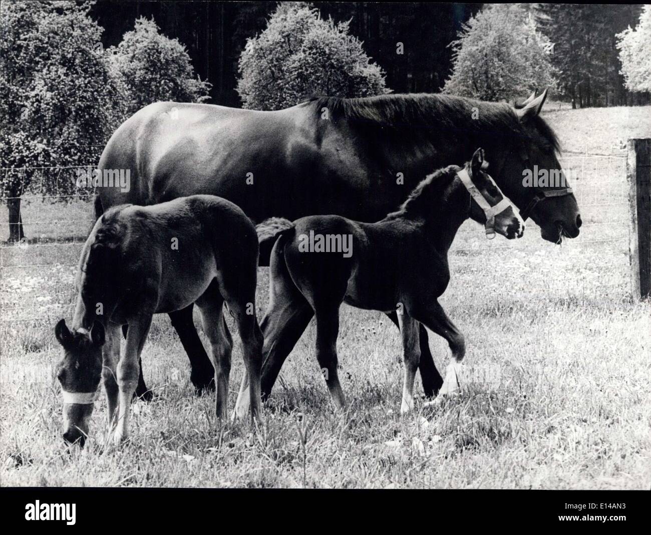 Le 17 avril 2012 - Horse-Twin Né à Zurich. : rare naissance a eu lieu à Zurich - Cheval - jumeaux sont nés, la mère Luice est vu avec ses deux feals nommé Loire et Loraine, ils sont maintenant un par mois ol et être bien. Banque D'Images