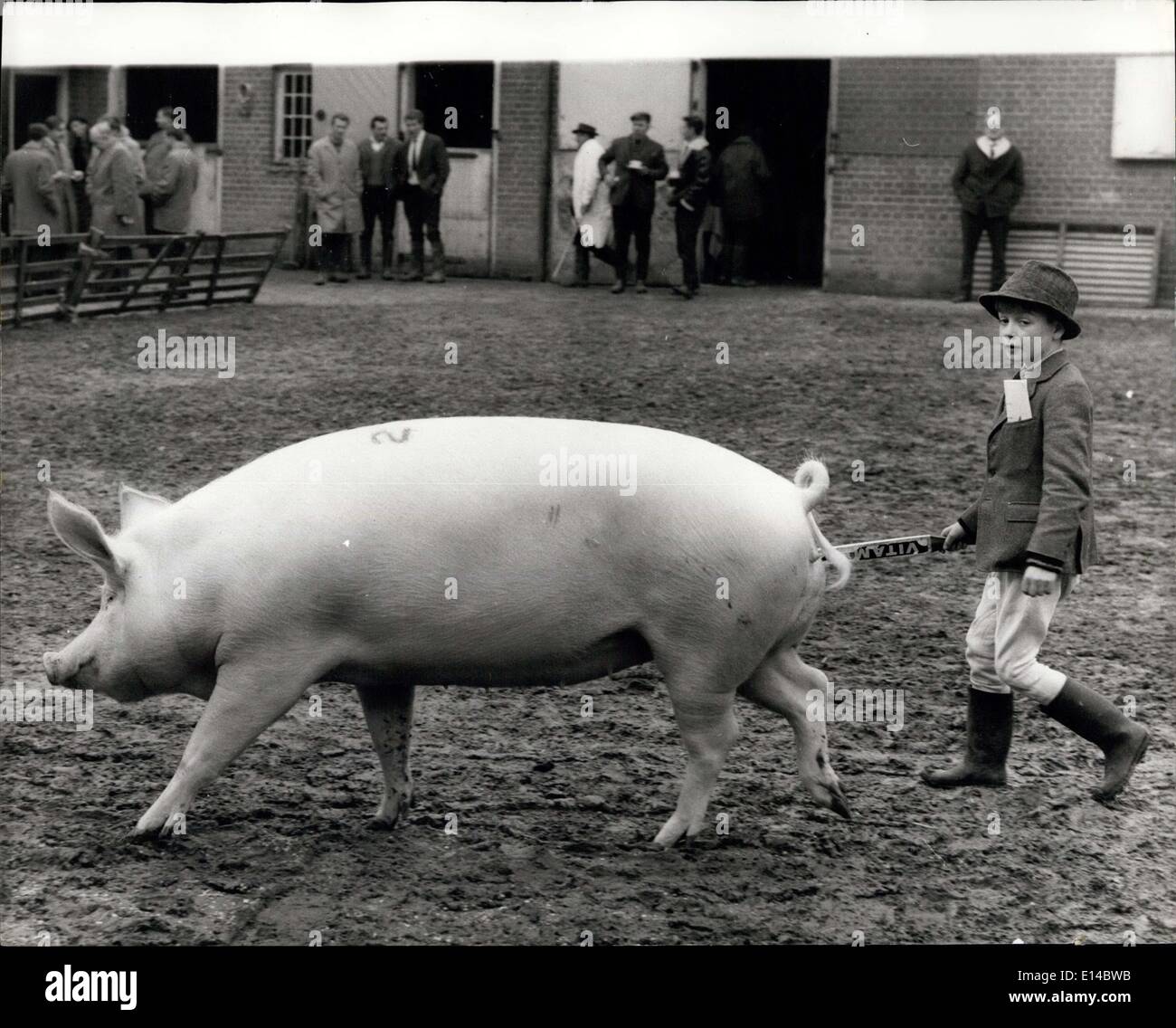 17 avril 2012 - à 8 ans, Stephen est UN éleveur de cochons de haut rang : quatre prix de spectacle et une mention élogieuse de l'un des meilleurs juges du pays - c'est le record de l'éleveur de cochons Stlphen Hull, de Godmannc Eastern Hunts. Et Stephen n'a que huit ans ! En fait, la vie entière de Stephen tourne autour de ses cochons - quand sa famille a semé leur chien - mais Stephen a fait le hérissement d'un cochon. Son père, M. Derek Hll, donna à Stephen un dur de largo blancs qui sont gardés dans un stylo dans le jardin arrière de sa maison - et chaque jour, avant les cochons Banque D'Images