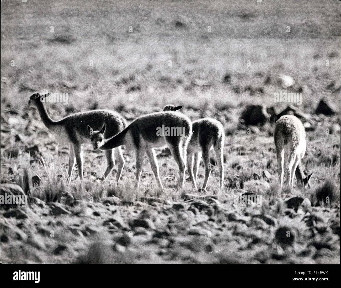 Le 17 avril 2012 - Menacé d'Extinction : Nouveau règlement peut encore sauver la vigogne dans les Andes : Ces images montrent juste reçu la vigogne dans son habitat naturel. Il est rare que cet animal timide pour permettre un caméraman de s'approcher assez près pour la bonne photographie. La vigogne d'Amérique du Sud, l'un des rares de la famille de le chameau et le lama, est menacé d'extinction et l'interdiction du Gouvernement, a annoncé cette semaine, à l'importation de la vigogne, les cheveux et la peau est le résultat d'une campagne menée par le World Wild Life Fund qui disent qu'il y a moins que 10 000 vigognes en existence Banque D'Images