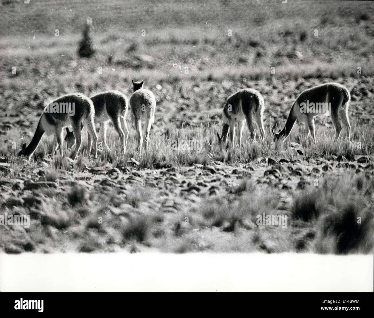 17 avril 2012 - menacé d'extinction de nouvelles réglementations ~ay encore sauver la vigogne dans les Andes. Ces photos que nous venons de recevoir montrent le Vicuna dans son habitat naturel. Il est rare pour cet animal timide de permettre à un camaraaman d'approcher suffisamment près pour une bonne photographie. Le Vicuna, un rare parent sud-américain du chameau et de l'Ilama, est menacé d'exposition et l'interdiction gouvernementale, annoncée cette semaine, sur l'importation de poils et de peau de Vicuna, Est le résultat d'une campagne du fonds mondial de la vie sauvage qui disent qu'il y a moins de 10,000 vigognes en existence Banque D'Images