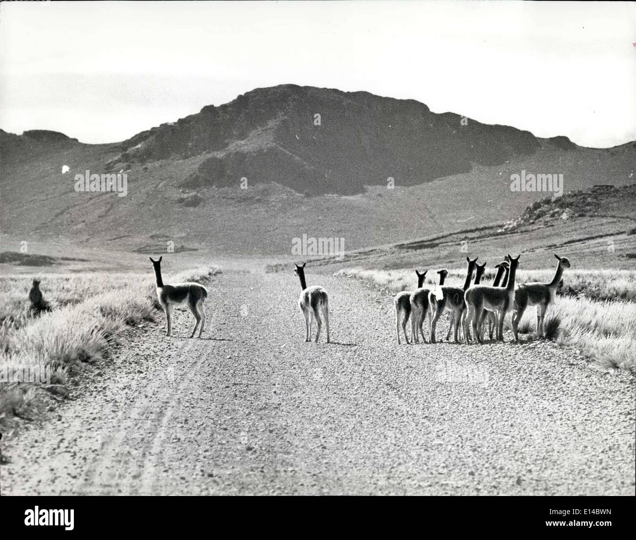 17 avril 2012 - menacé d'extinction de nouvelles réglementations ~ay encore sauver la vigogne dans les Andes. Ces photos que nous venons de recevoir montrent le Vicuna dans son habitat naturel. Il est rare pour cet animal timide de permettre à un camaraaman d'approcher suffisamment près pour une bonne photographie. Le Vicuna, un rare parent sud-américain du chameau et de l'Ilama, est menacé d'exposition et l'interdiction gouvernementale, annoncée cette semaine, sur l'importation de poils et de peau de Vicuna, Est le résultat d'une campagne du fonds mondial de la vie sauvage qui disent qu'il y a moins de 10,000 vigognes en existence Banque D'Images