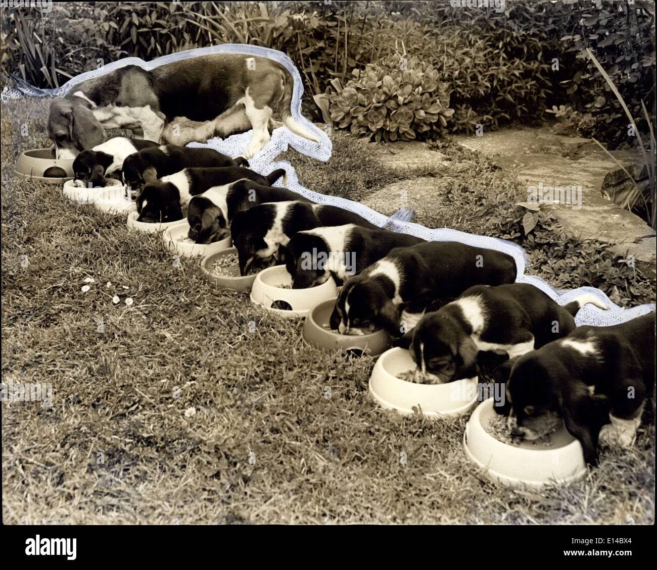 Le 17 avril 2012 - Une Grande Famille avec beaucoup de bouches à nourrir : Quatre - ans basset-hound, ''oberside». Sappho est le prou mères de neuf magnifiques chiots, mais il devient une responsabilité énorme pour le propriétaire, chambre épouse Mme Daphne Brooks, de l'Oliveraie, Hounslow, avec cinq repas par jour, et un délicieux menu de Ostermilk Farlene scotch et le meilleur steak haché, Mme Brooks a un emploi à temps plein avec la nouvelle famille Les petits sont nés il y a cinq semaines, et restera avec Mme Brooks pour une autre, il y a cinq semaines, et restera avec Mme Brooks pour encore cinq semaines avant d'être vendus Banque D'Images