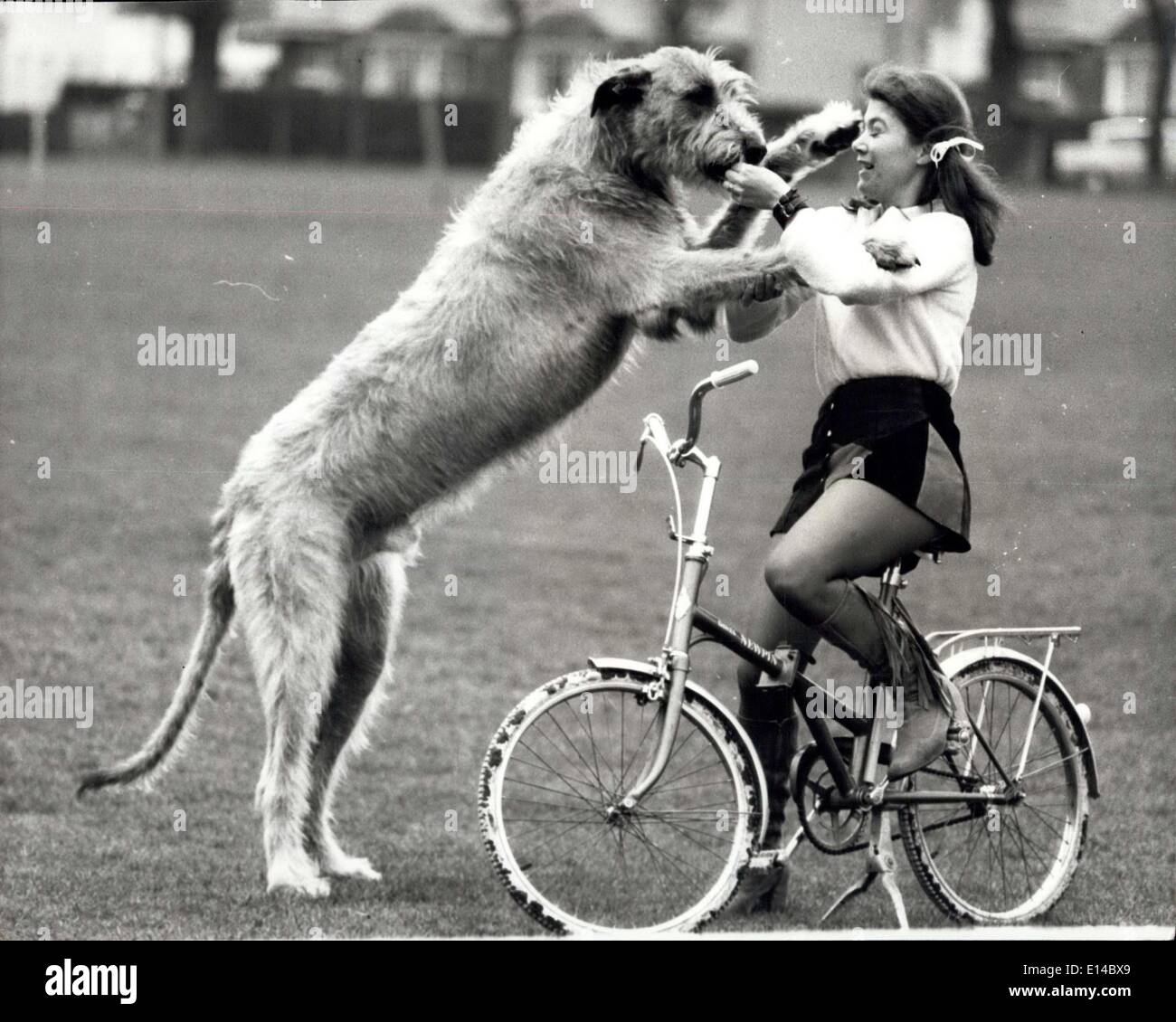 Le 17 avril 2012 - Les 1 825 km par an chien : Les femmes du monde entier sont souvent l'objet de sifflets loup passant de l'anglais admiers et fille peut obtenir sa juste part d'admirer les sons. Et Mme Jeanette Cosser, de Herne Bay, Kent, ne fait pas exception. Mais son compagnon constant est plus qu'un peu d'un chien courant. Il est en fait le deuxième plus grand chien, un lévrier irlandais, Kelly est 3pi 2 po avec quatre pieds sur le sol. Le record du monde de la plus grande canine est un pouce plus et est également tenu par un Irlandais. Mais Kelly est toujours en croissance Banque D'Images