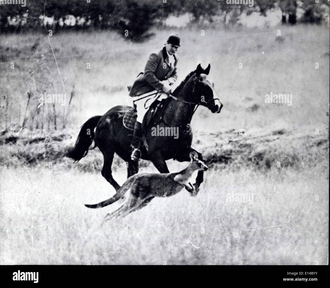 17 avril 2012 - le Kangaroo a gagné : à propos du seul animal « sauvage » les hordes des chasseurs affamés de la Hunter Valley, N.S.W. L'Australie, trouvée, était un kangourou, qui était plutôt désintéressé par la chasse. Il semble que la sécheresse qui a parché la Hunter Valley, ainsi que de larges régions des États, ait créé des conditions extrêmement inadaptées pour la chasse à l'anglaise. La photo montre le premier hespérir-in de M. Bob Simpson chase un kangourou, le seul animal ''sauvage' ''luché dehors-mais il l'a perdu alors qu'il est sorti dans le Bush. Banque D'Images