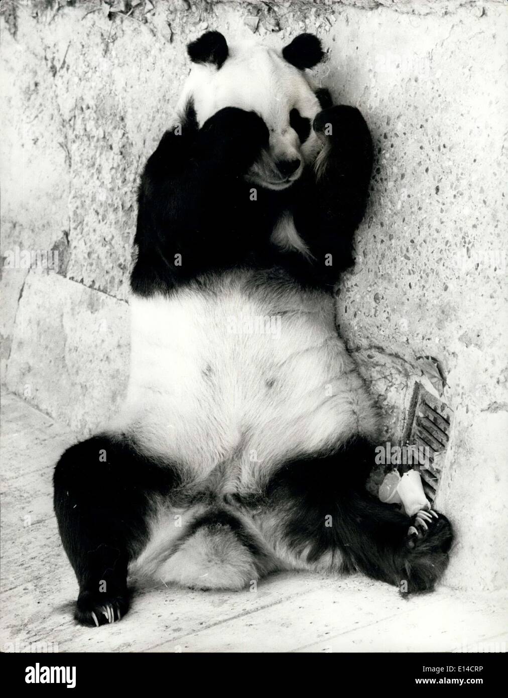 Le 17 avril 2012 - Le Peek-A-Boo Panda : Photo montre Chi-chi, le panda, semble jouer à cache-cache avec le spectre tout en profitant du bon temps au Zoo de Londres. Banque D'Images