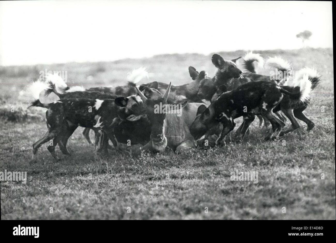 Le 17 avril 2012 - Plus de propulsé par les chiens de chasse, la bête sauvage coule lentement au sol et les prédateurs de s'arracher à leurs proies encore vivantes. Crédits : Camerapix Banque D'Images