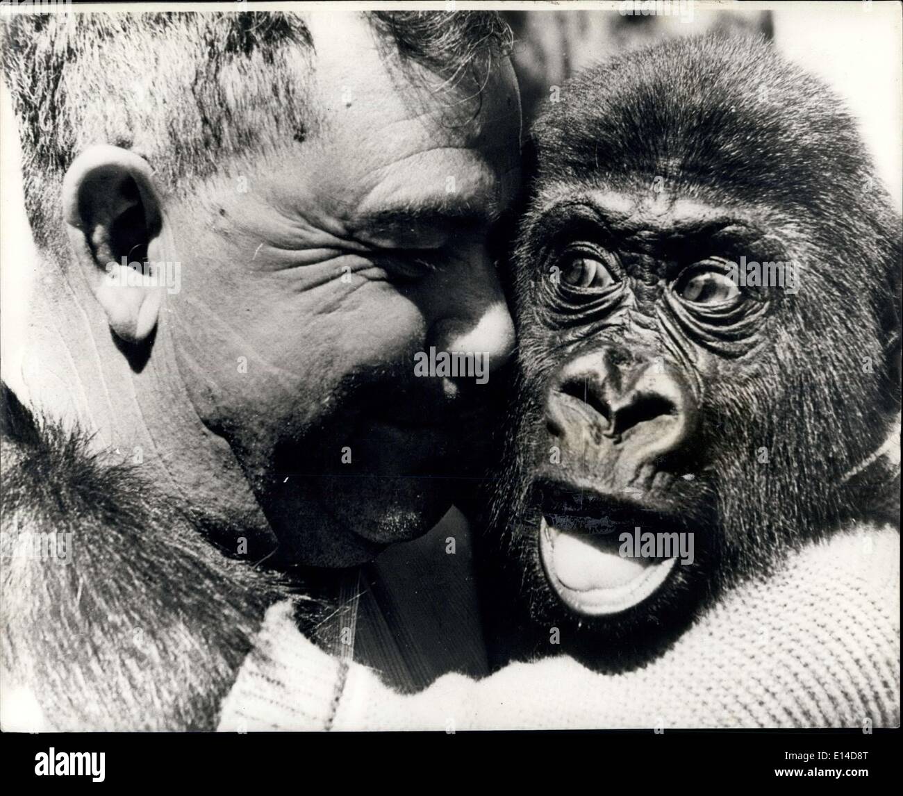 Le 17 avril 2012 - ''Je suppose que vous êtes vraiment mon père ?'' : pour tous que Georgie Gorille sait qu'il est un être humain et son père est entraîneur des animaux de Floride Robert Noell. La plupart des anti-sociaux ll singes, le gorille est normalement un animal de vider à tout prix. Rusé et puissant, il dispose d'une fantastique capacité destructrice même à partir de n âge précoce. Mais ce n'est pas la peine le formateur. Une maîtrise en psychologie il a même formé un 500 lb Banque D'Images