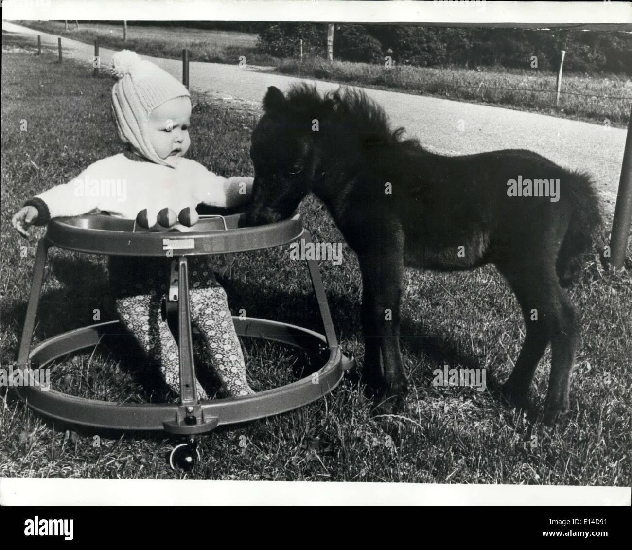 Le 17 avril 2012 - petits camarades : six-mois Motte Hansen, du Brydum est le Jutland, a pour compagnon, un six-jours poney Shetland, ce qui est réclamé par son propriétaire pour être le plus petit du monde, ne pesant pas plus de 10 kg et mesure seulement 45 centimètres du sol à la ack - la moitié de la normale pour un poulain de cet âge. Banque D'Images