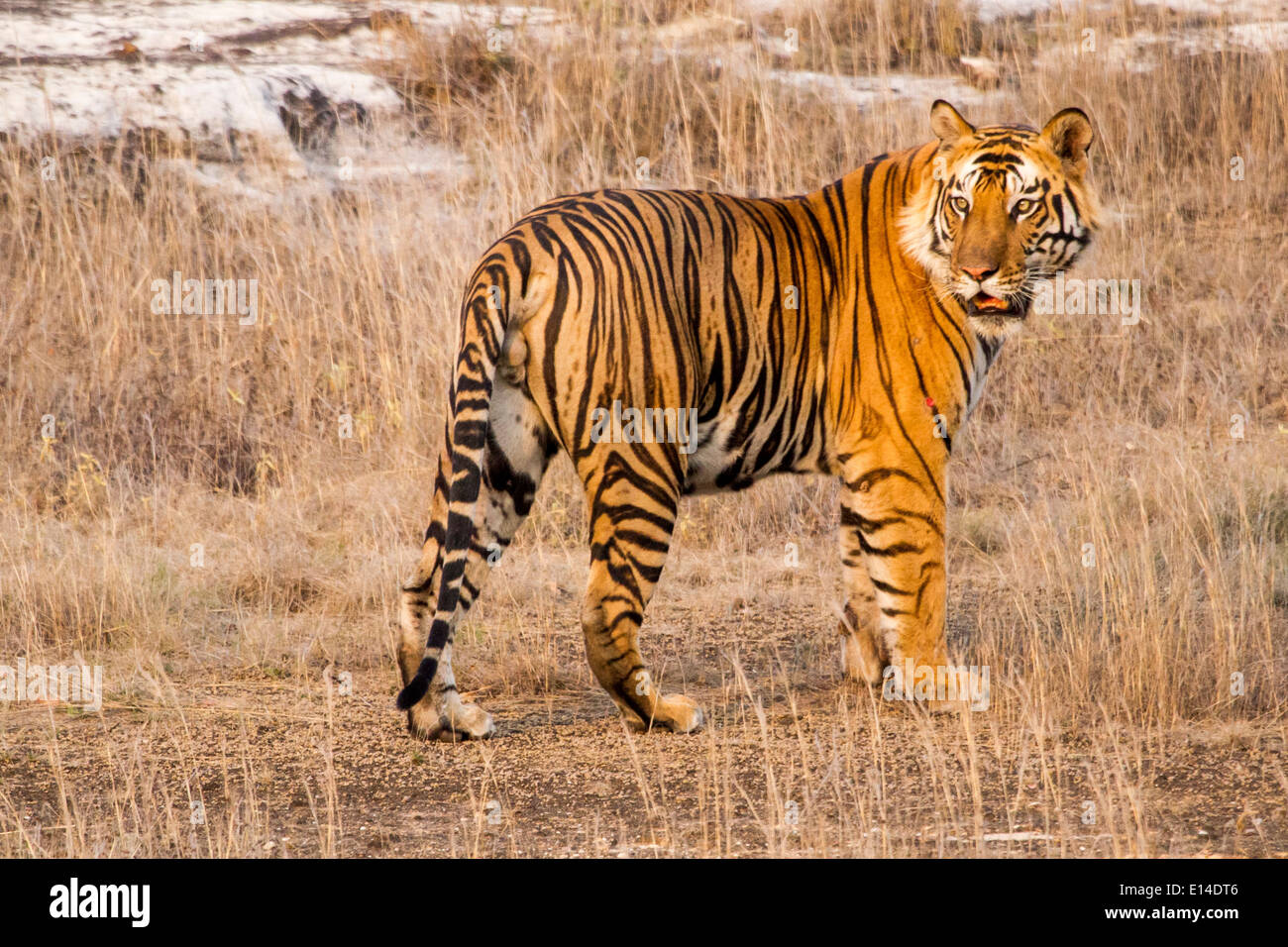 La chasse au tigre mâle, vue de côté et en regardant la lumière du midi, la réserve de tigres de Bandhavgarh, Inde, Asie Banque D'Images