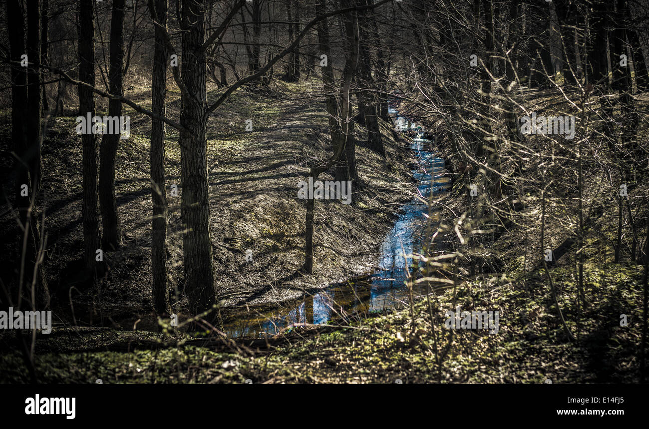 Petit ruisseau dans une sombre forêt Banque D'Images