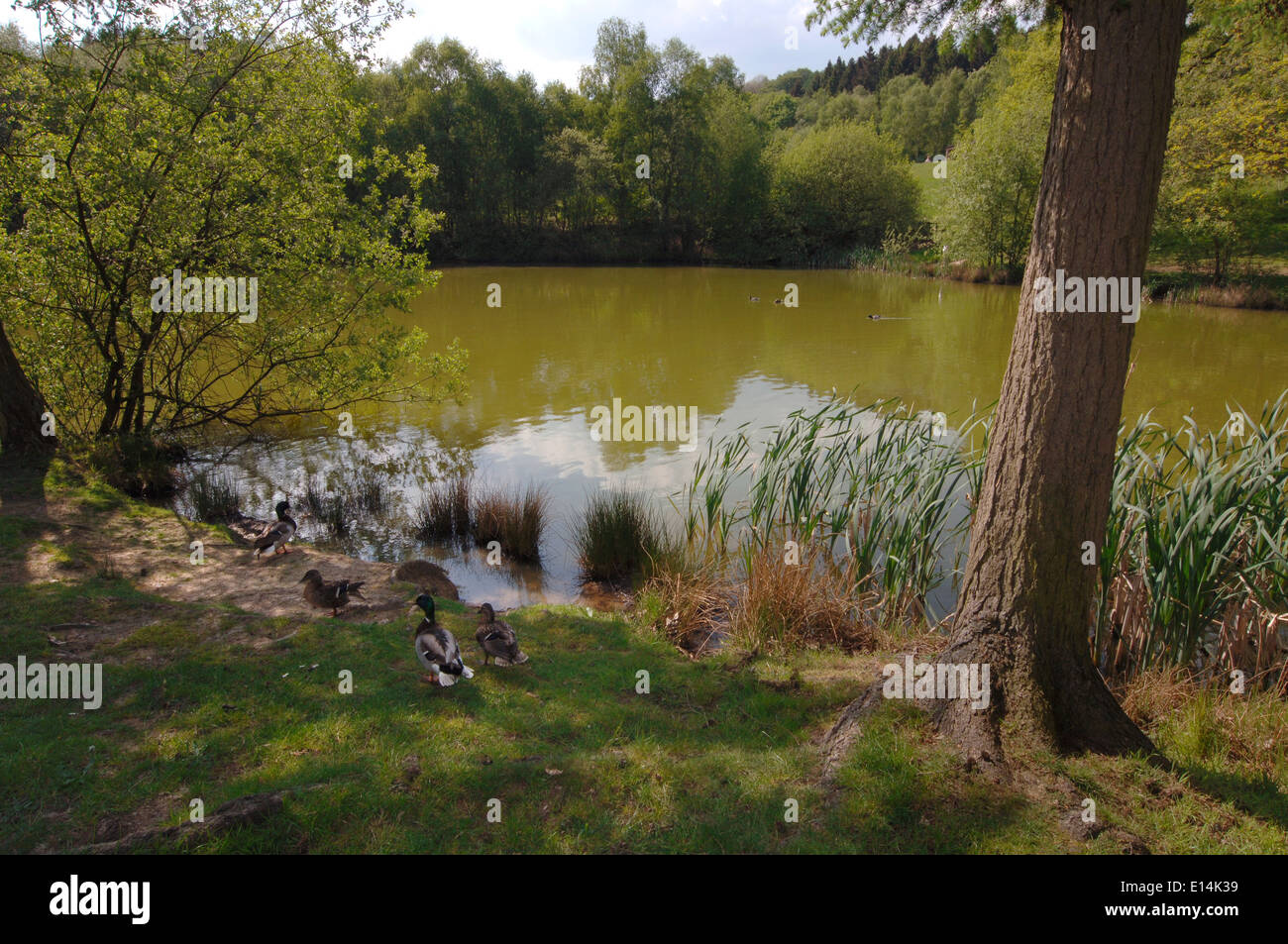 Campagne Lac. Banque D'Images