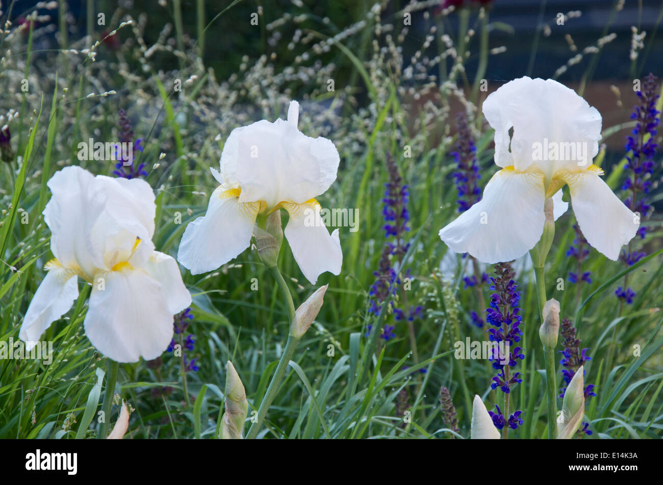 Iris blanc photo stock. Image du jardin, planté, éternel - 89726162