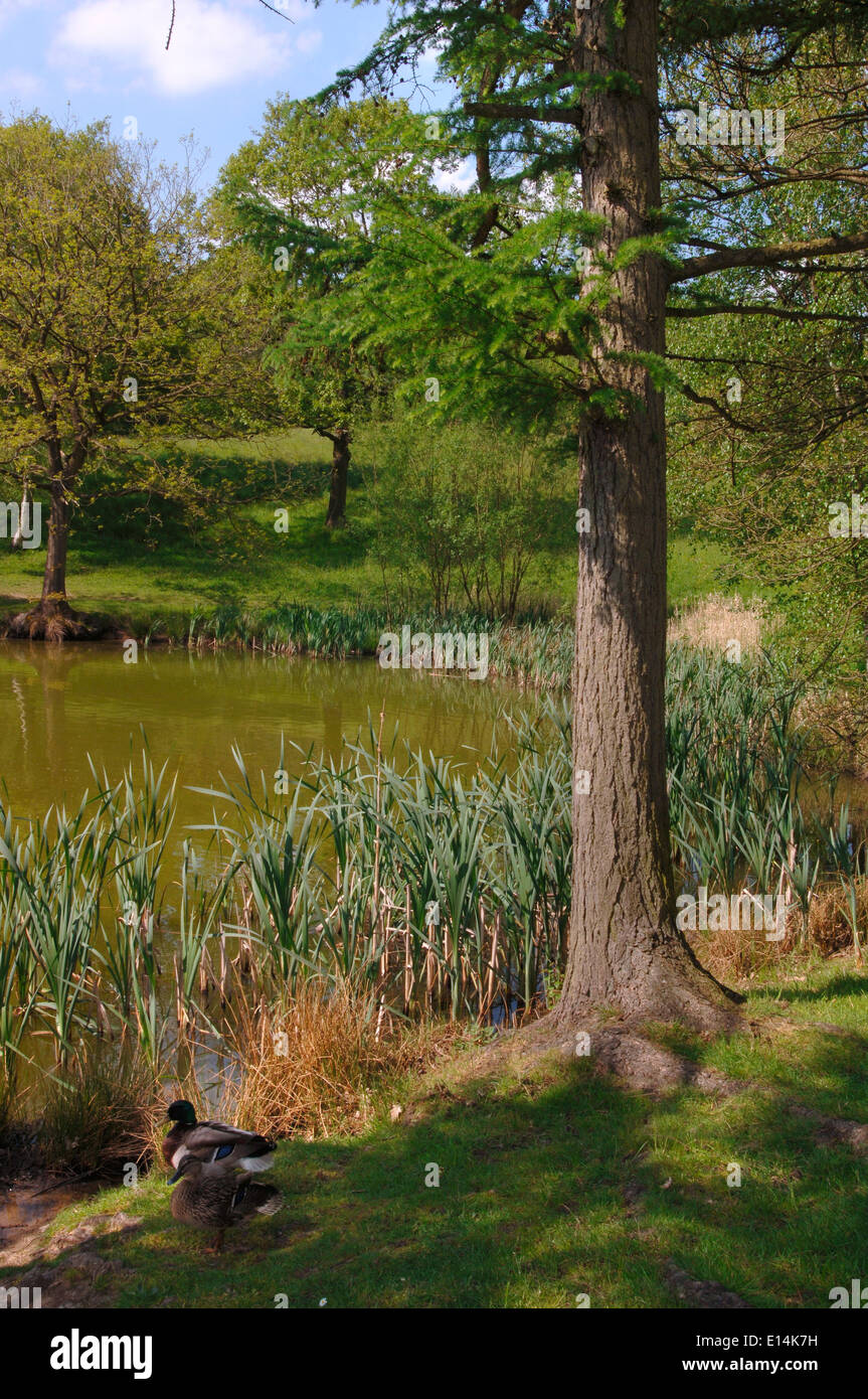 Campagne Lac. Banque D'Images