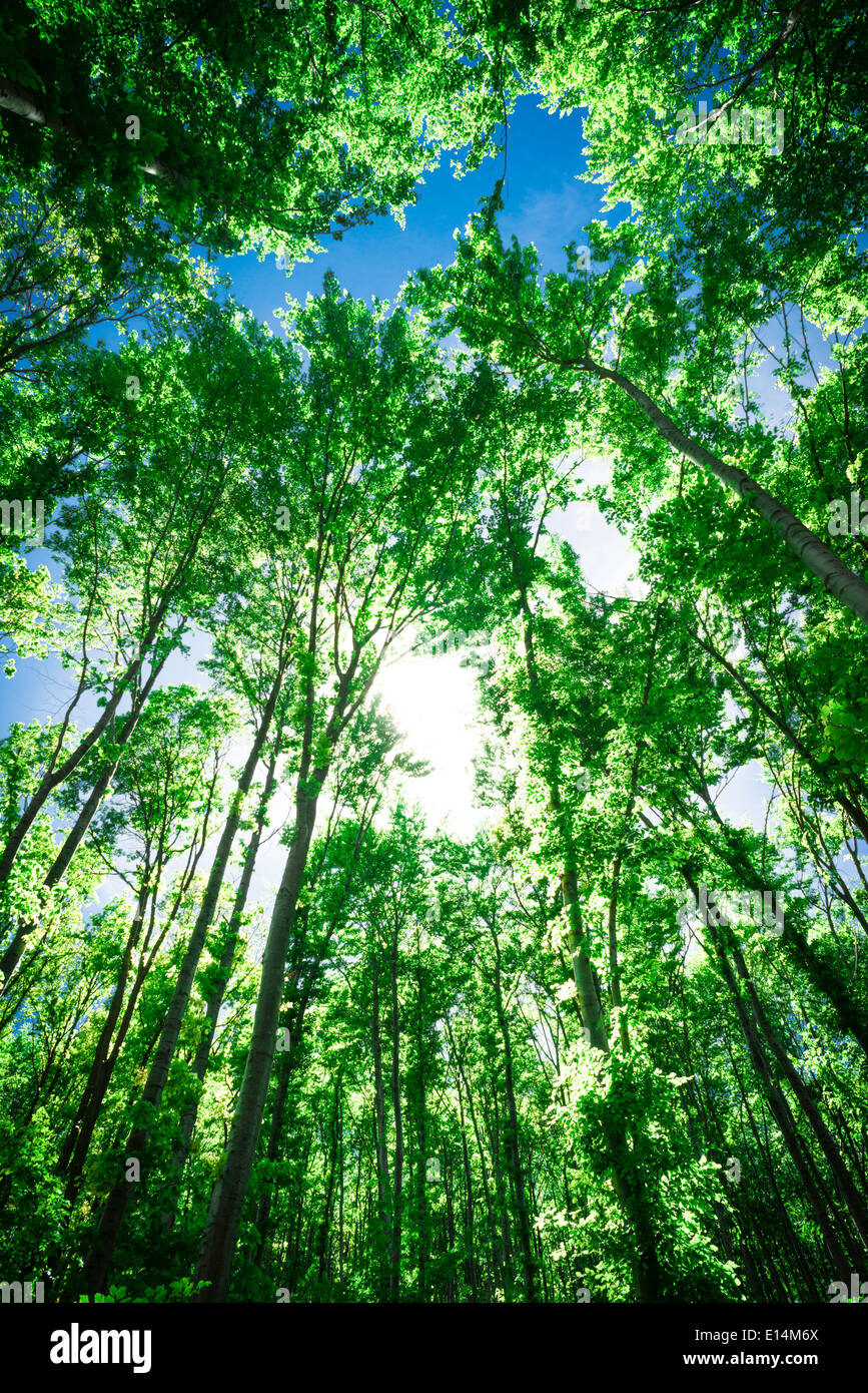 La lumière du soleil entre les arbres d'une forêt Banque D'Images