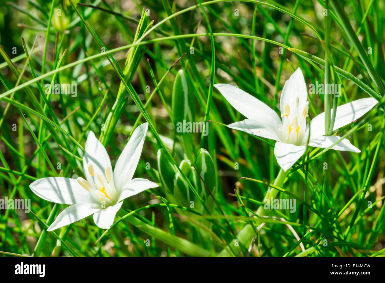 Fleur blanche et verte prairie dans une forêt Banque D'Images