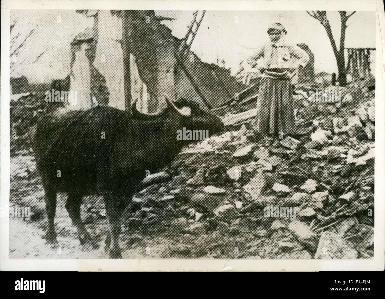 12 avril 2012 - Bull parmi les Erzdijan ruines après un violent séisme Banque D'Images