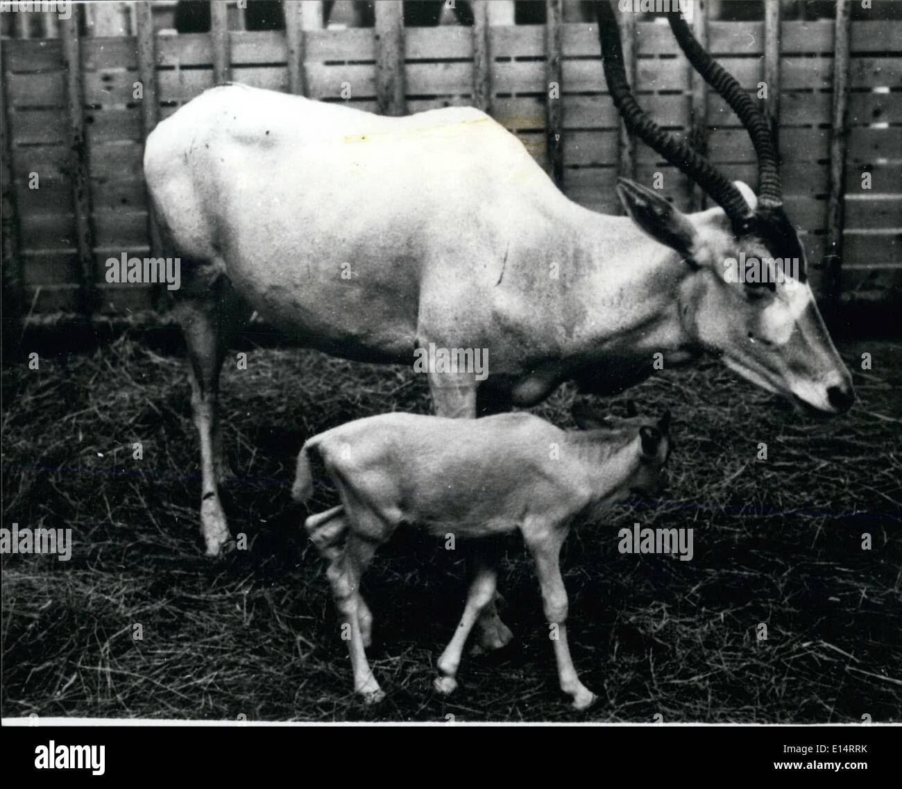 Avril 18, 2012 - l'Addax première née au Japon : Un joli bébé -à l'addax est né à Gumma Safari Park, au nord du Japon. Les herbivores, désignés comme des animaux protégés international, total est maintenant de dix jours dans l'arrière pays avec cette nouvelle -comer. Lorsqu'il était dans la naissance, la créature était assez petite, qui ne pèse que 500 g et mesure 35 cm. Il sera, cependant, à devenir un Whopper cornu 2 mètres de longueur et 130 kg de poids. Addaxes principalement errent autour des déserts africains en état sauvage Banque D'Images