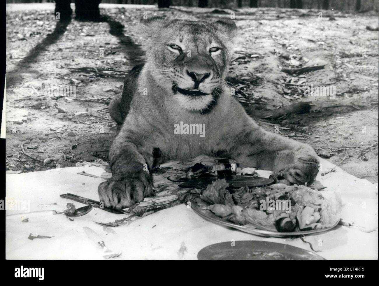 Avril 18, 2012 - La lionne avec la part du lion : Liz, une lionne à Ashton's Lion Park, Brisbane, Australie, a une chance de trouver quand elle tombe sur un pique-nique bien mis à plat de poulet et salade de jambon. Lis estime qu'il est tout simplement trop bon pour l'homme, au produit de rentrer. Banque D'Images