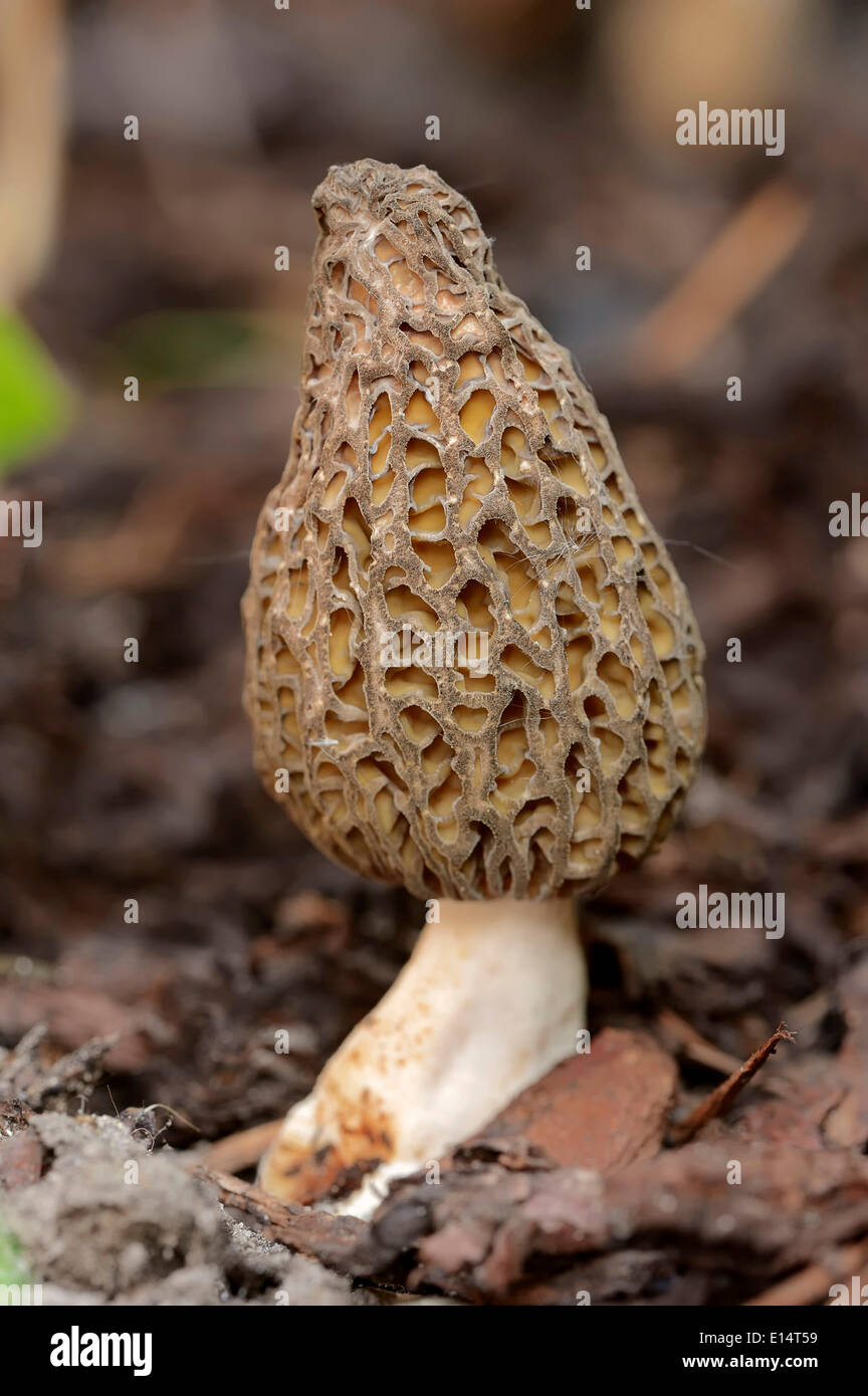 (Morchella conica morille noire, Morchella elata), Nordrhein-Westfalen, Allemagne Banque D'Images