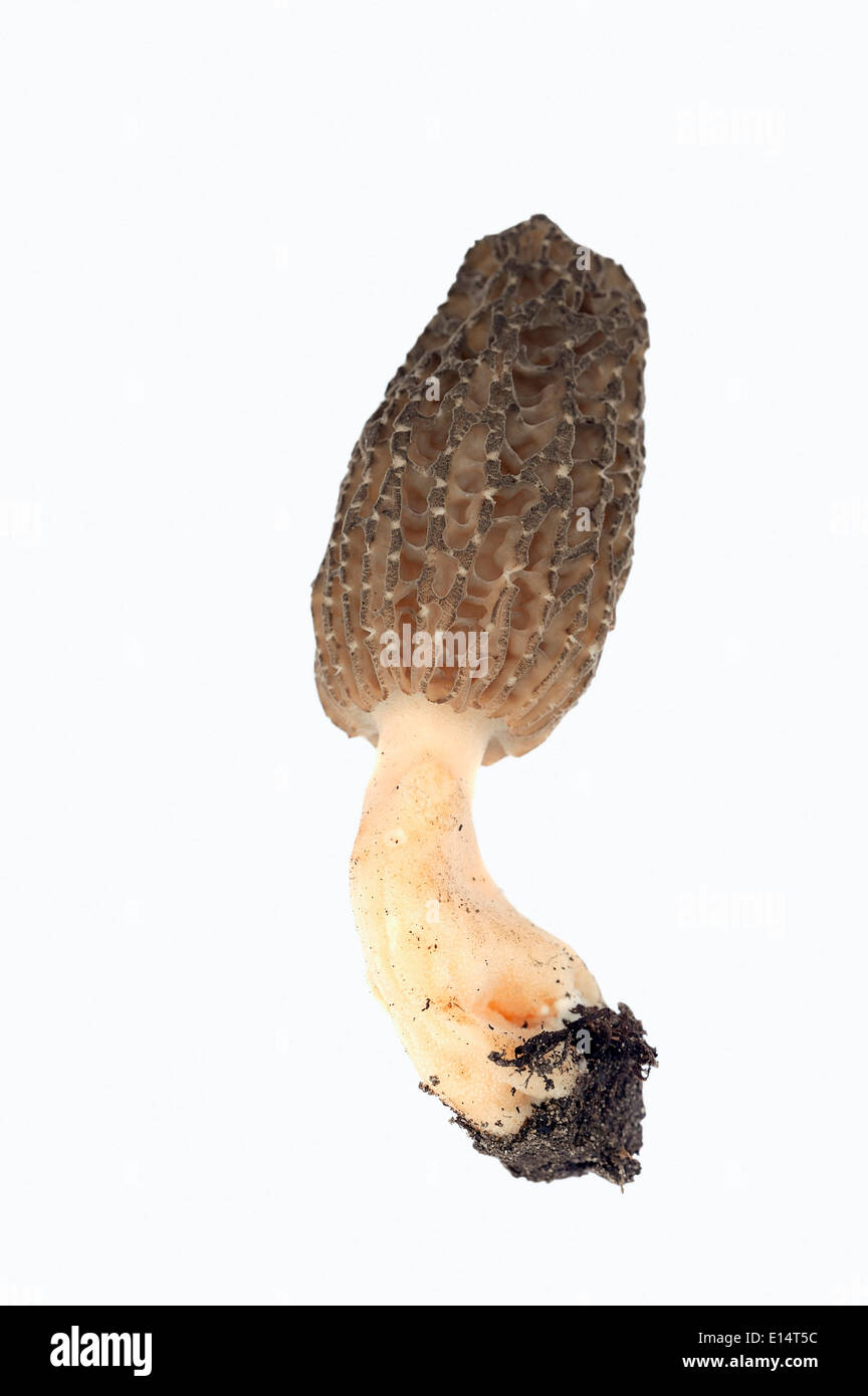 (Morchella conica morille noire, Morchella elata), Nordrhein-Westfalen, Allemagne Banque D'Images
