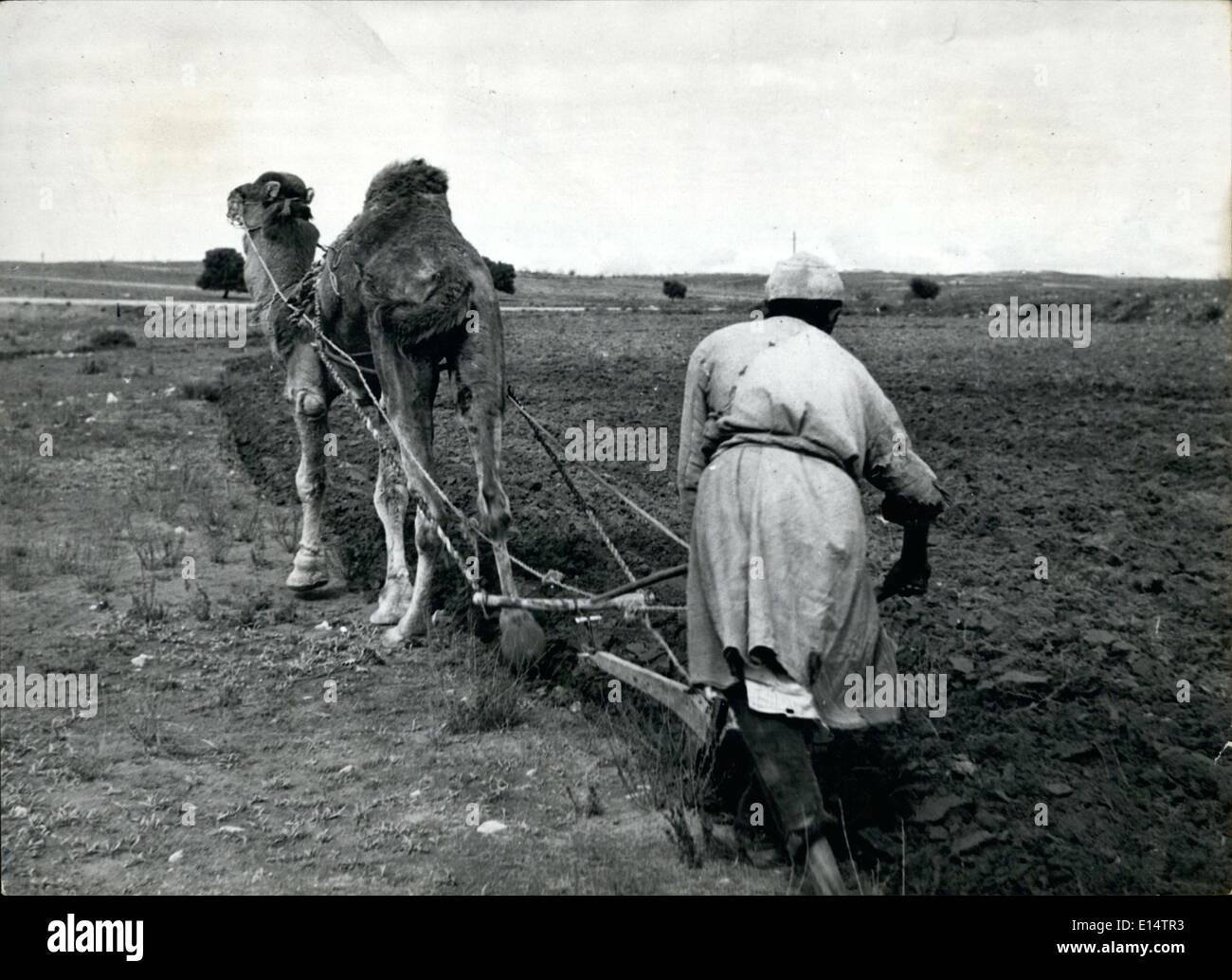 Avril 18, 2012 - Maintenant que la tribu berbère n'ont plus peur les raiders, ils cultivent paisiblement sur la plaine et une charrue dans cette manière primitive avec leurs plus précieux le chameau. Banque D'Images