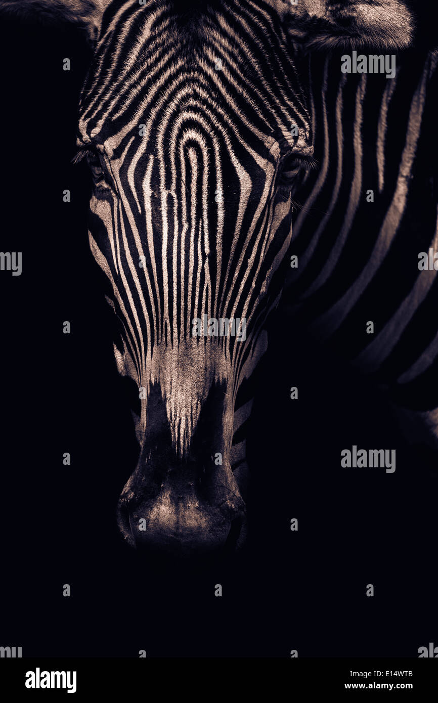 Portrait Zebra teinté Banque D'Images