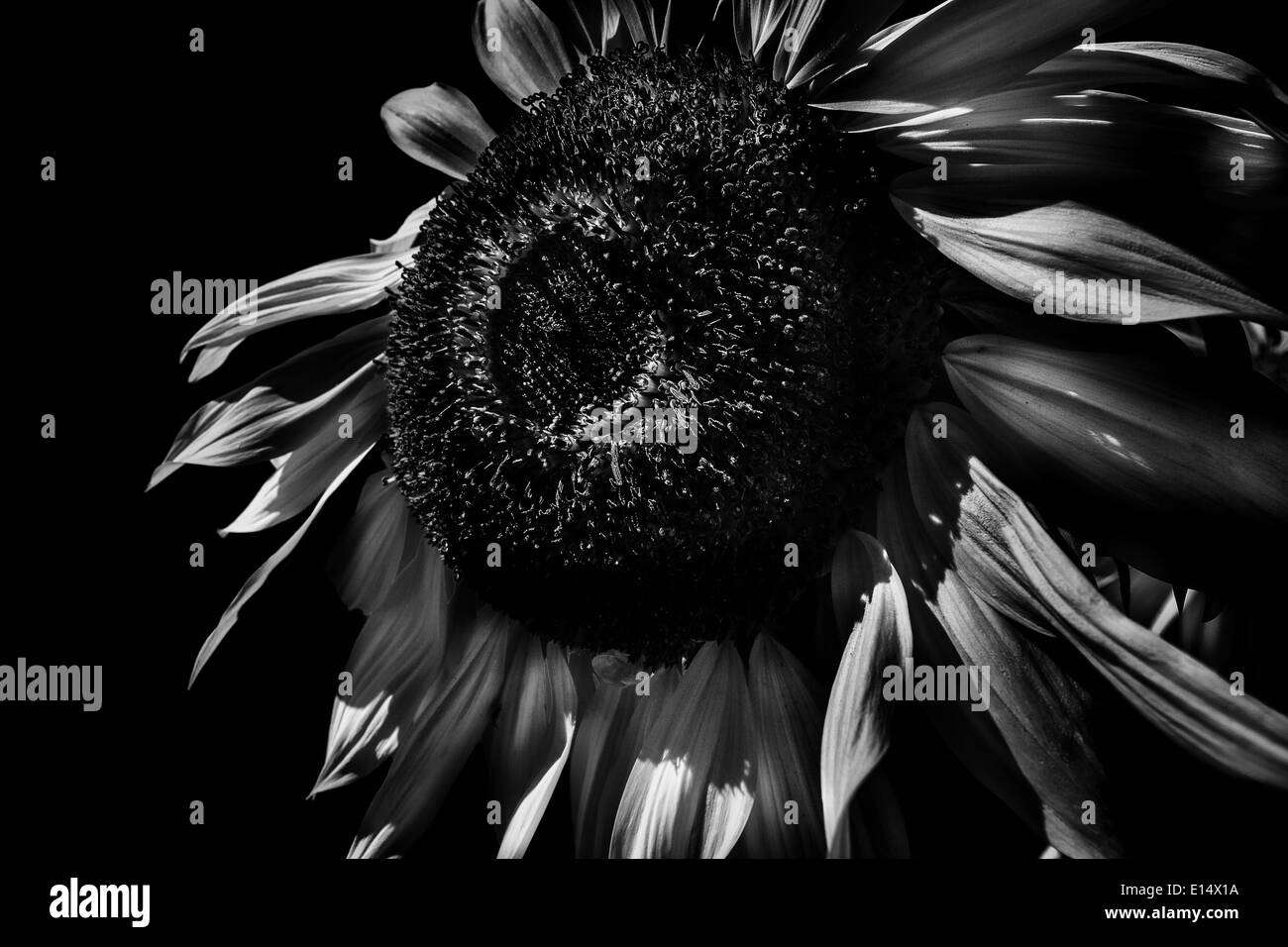 Le tournesol en noir et blanc sur fond noir Banque D'Images