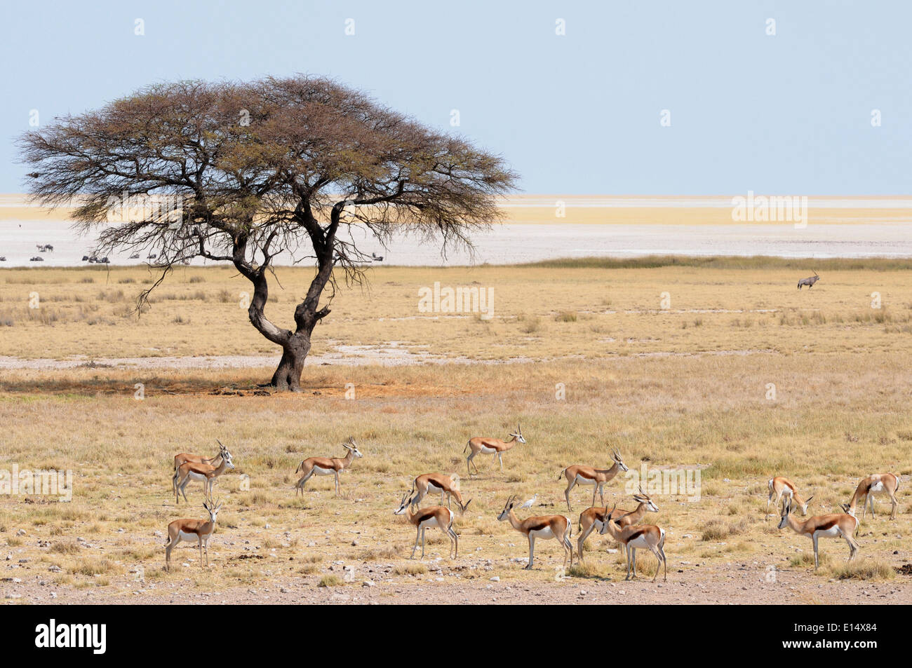 Les Springboks (Antidorcas marsupialis) à la Salvadora waterhole, sel d'Etosha Pan à l'arrière, Etosha National Park, Namibie Banque D'Images