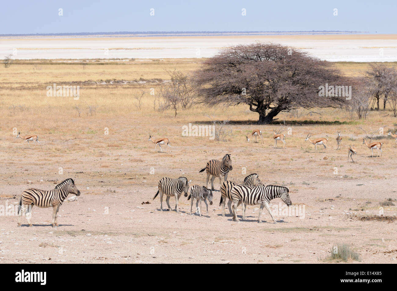 Zèbres de Burchell (Equus quagga burchelli) et Springboks (Antidorcas marsupialis) à la Salvadora waterhole Banque D'Images