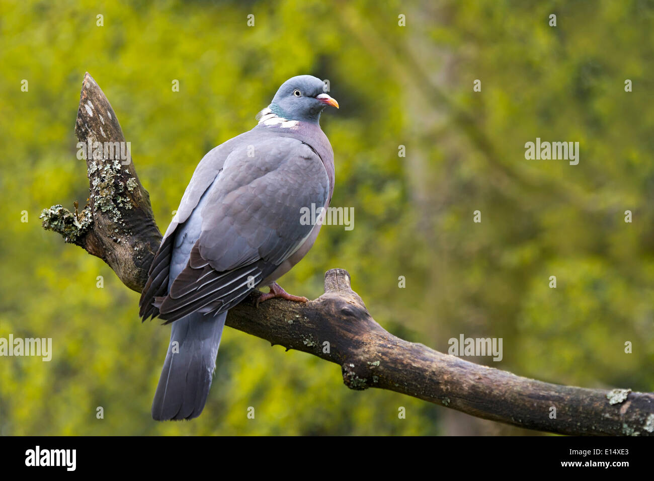 Pigeon ramier (Columba palumbus), captive, animal enclosure, Bavarian Forest National Park, Bavière, Allemagne Banque D'Images