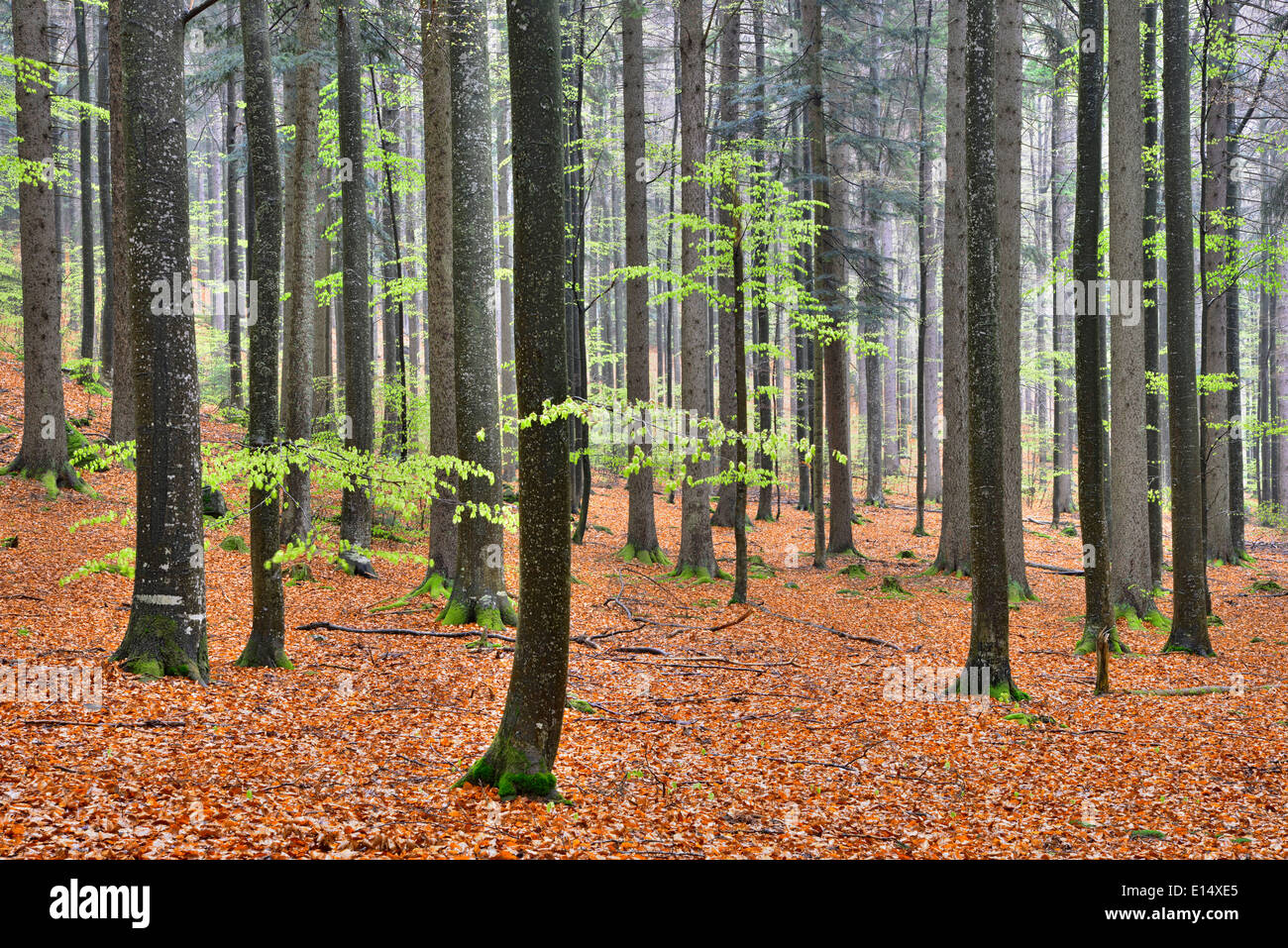 Parc naturel de la forêt mixte au printemps, le Parc National de la forêt bavaroise, Bavière, Allemagne Banque D'Images