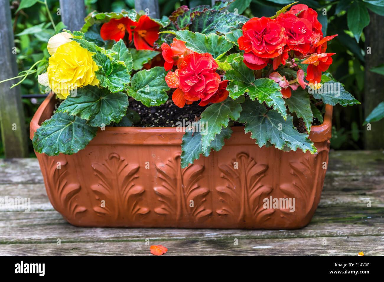 Un semoir en terre cuite rempli de 'couleur' Bégonias Nonstop sur une terrasse en bois. Banque D'Images