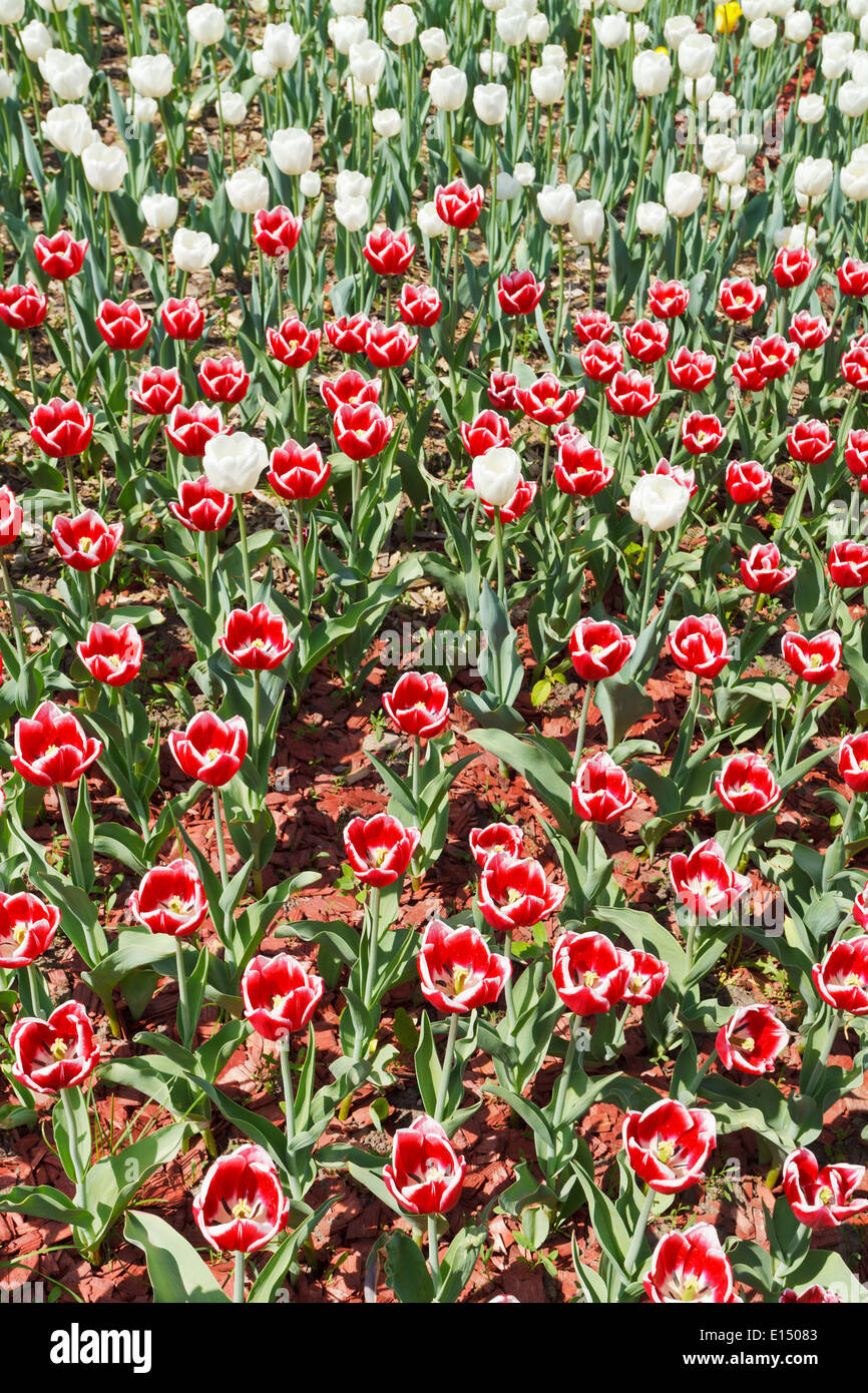 Plantation de décoration rouge et blanc fleurs tulipes Banque D'Images