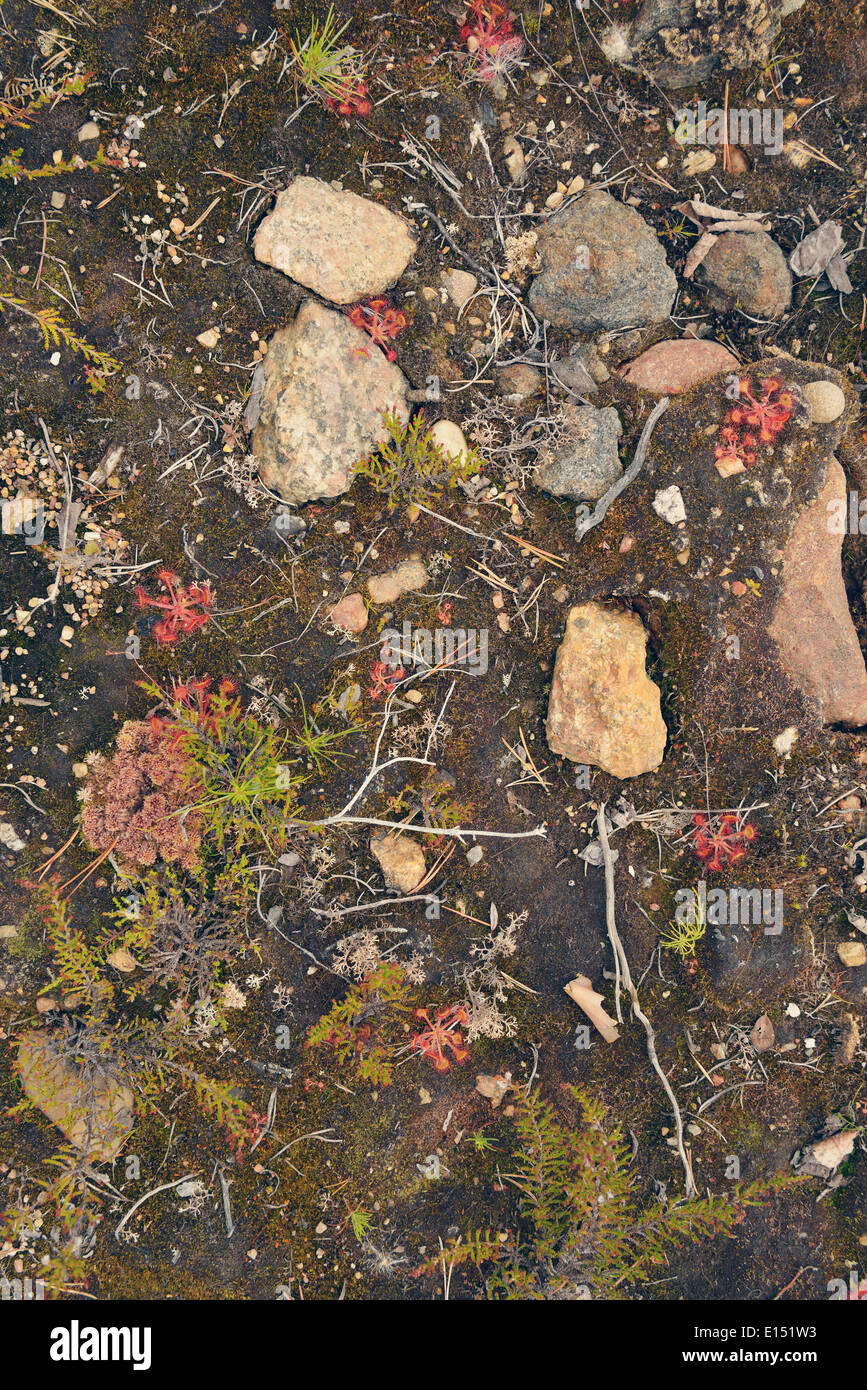 La Suède, Sveg, Commun rossolis (Drosera rotundifolia) Banque D'Images