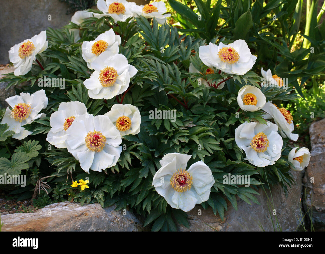 Pivoine blanche crétois, Paeonia clusii, Vivaces, Crète, Grèce Banque D'Images