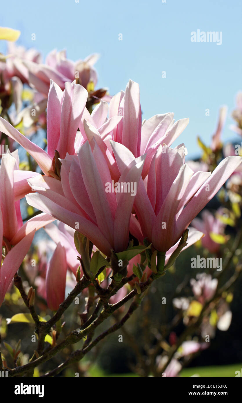 Magnolia 'Heaven Scent', Magnoliaceae. Banque D'Images