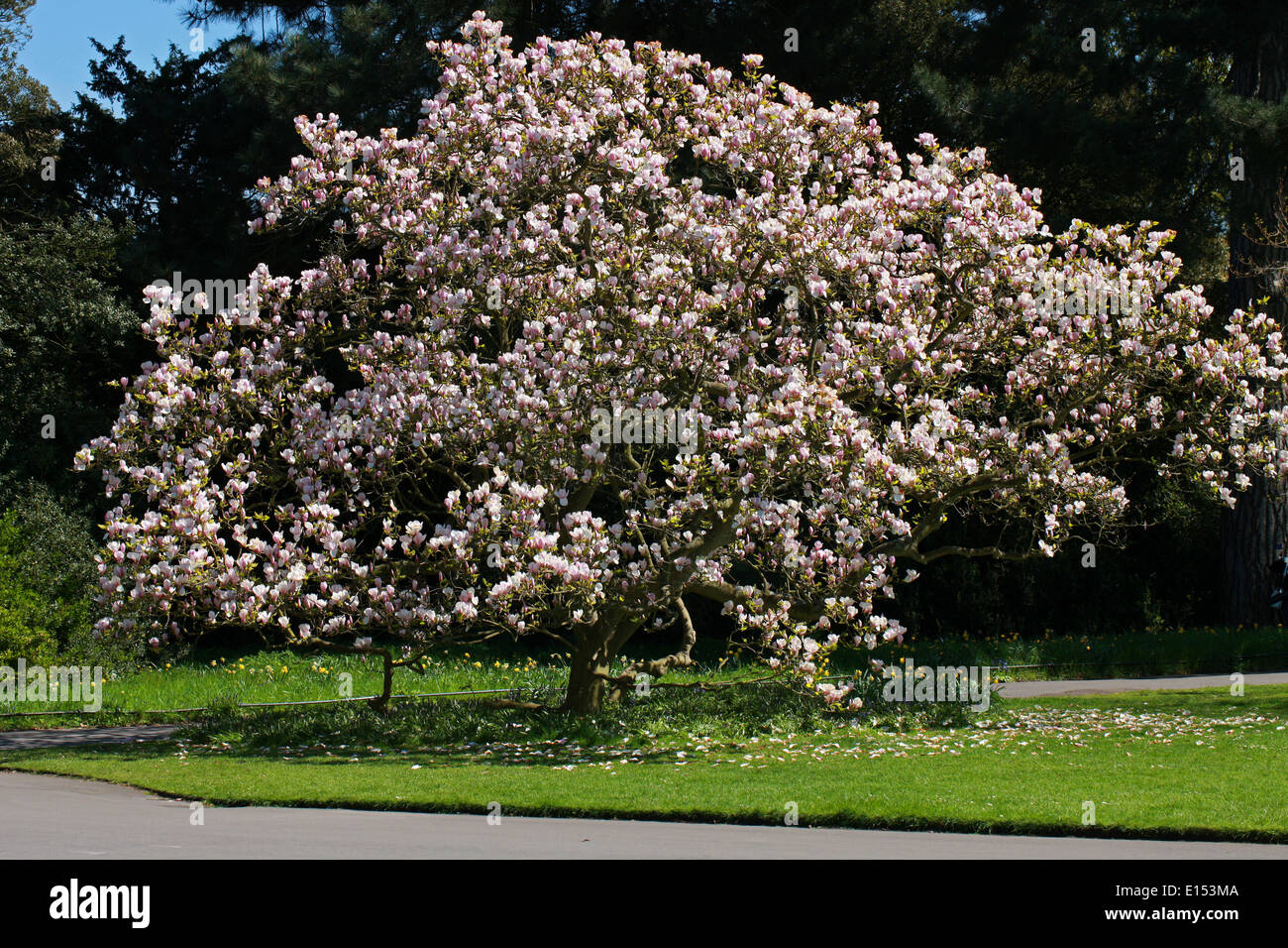 Saucer Magnolia, Magnolia x soulangeana 'Rustica Rubra', Magnoliaceae. Banque D'Images