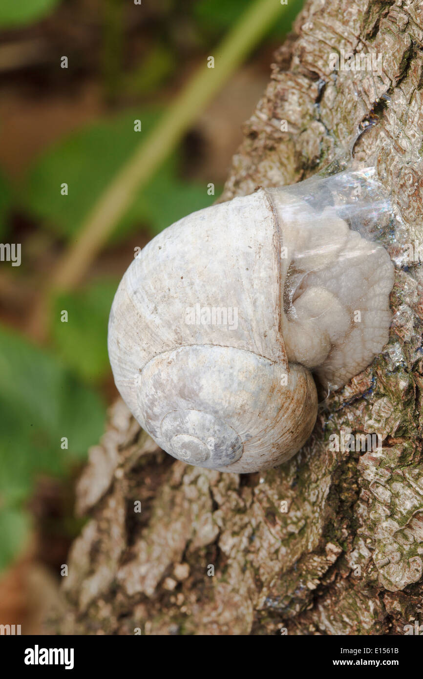 Escargots (Helix pomatia) sur un arbre Banque D'Images