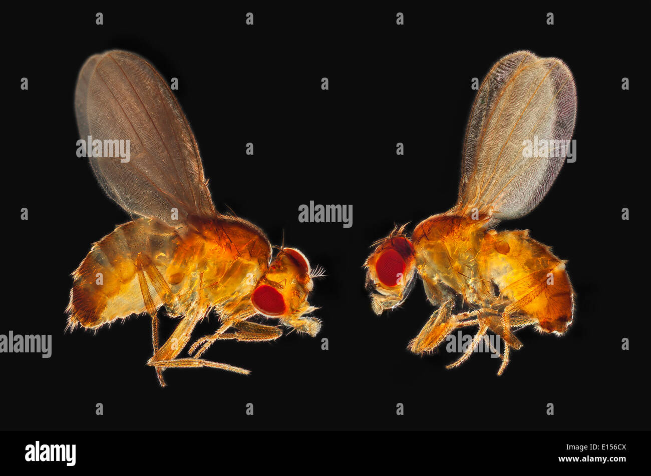 Les mouches à fruits darkfield photomicrographie Banque D'Images