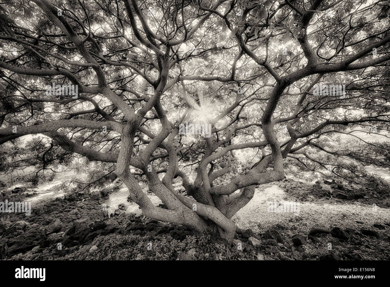 Arbre avec branches sauvagement non identifiés au coucher du soleil. Maui, Hawaii Banque D'Images